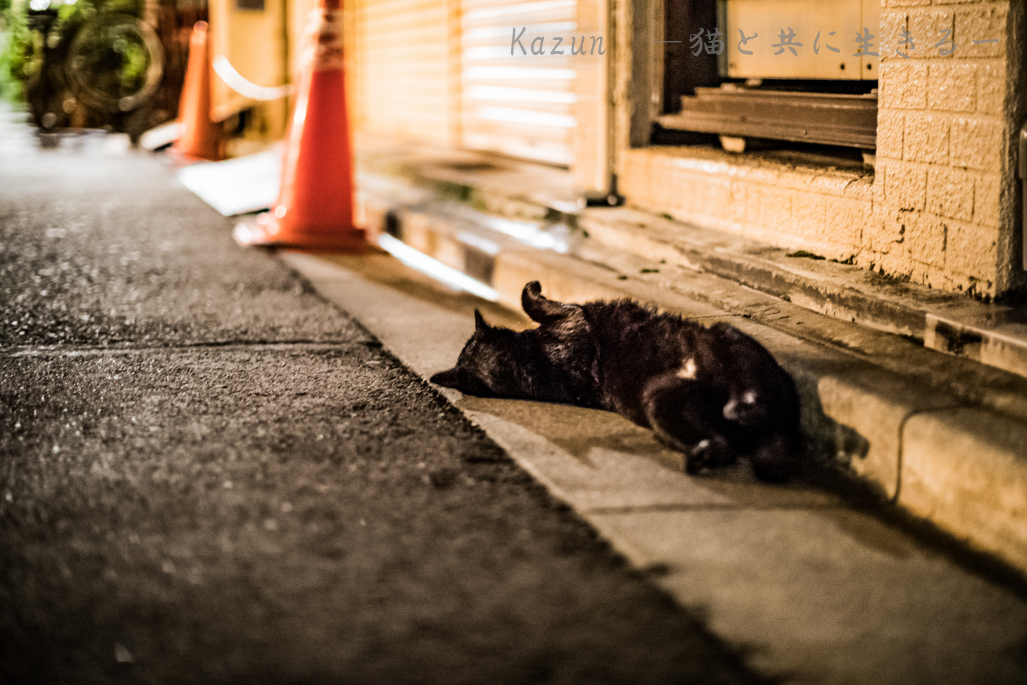 Canon EF 50mm F1.2L USM sample photo. Maoh~ photography