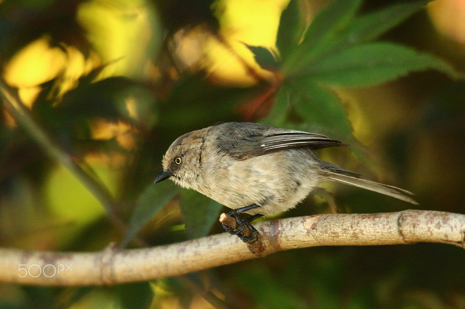 Sigma 150-500mm F5-6.3 DG OS HSM sample photo. Wee little bushtit photography