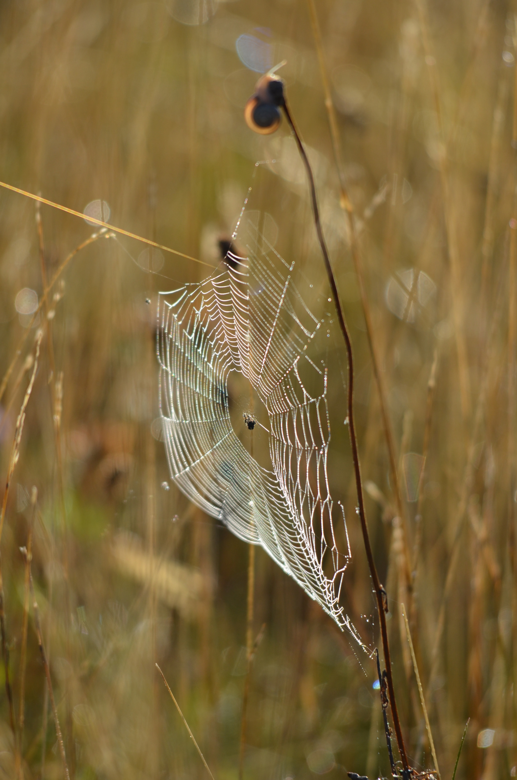 Sigma 150-500mm F5-6.3 DG OS HSM sample photo. Work in progress  photography