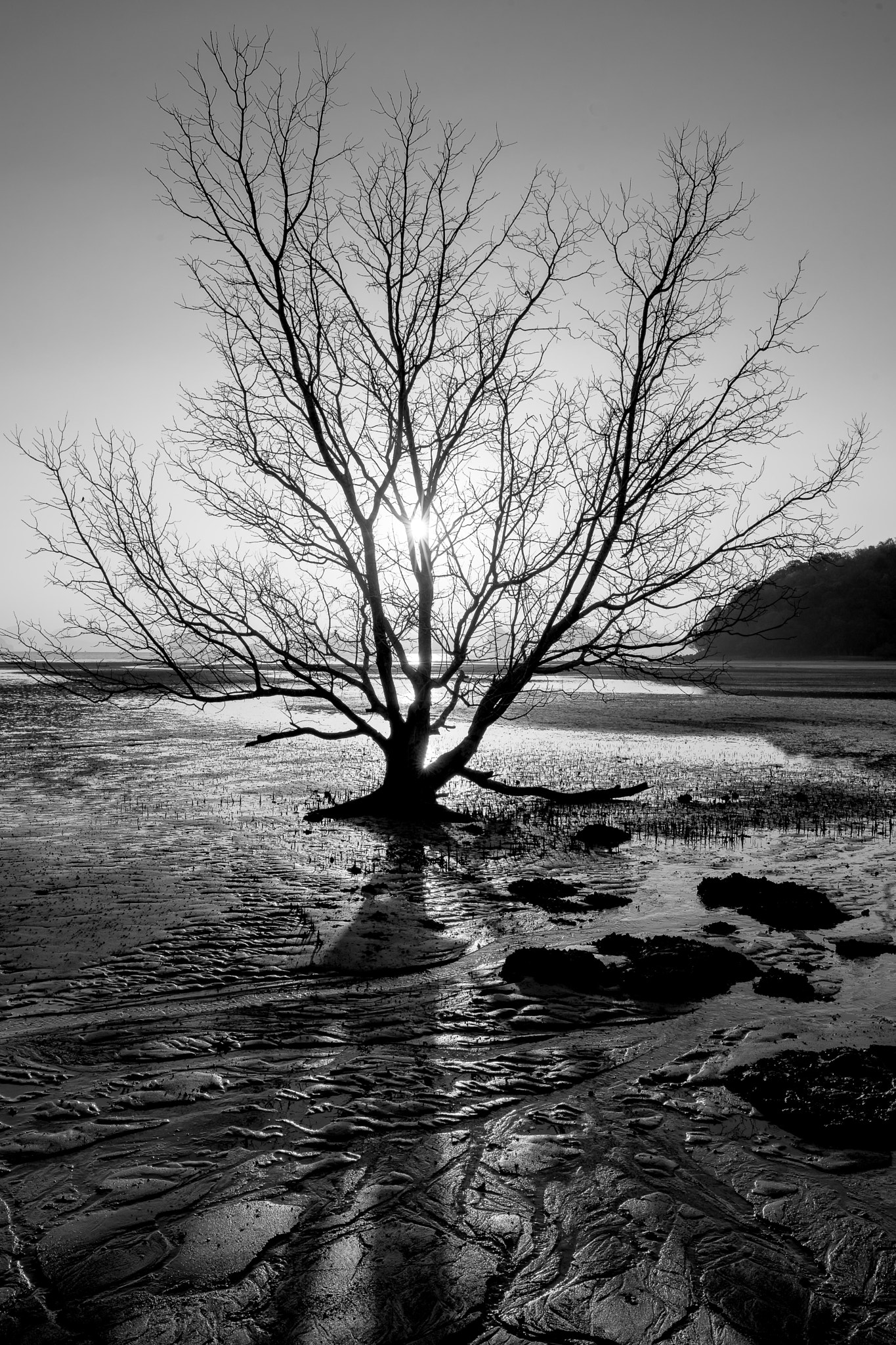 Canon EF 24-70mm F2.8L II USM sample photo. Dead tree photography