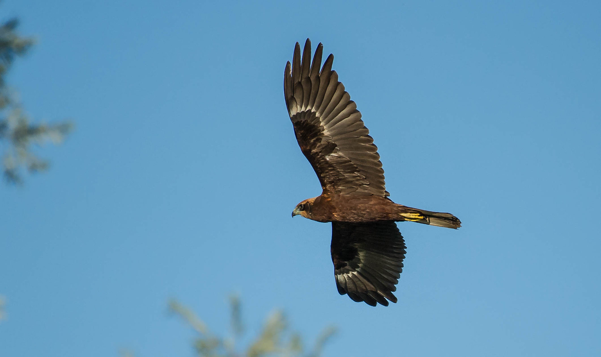 Nikon AF-S Nikkor 200-500mm F5.6E ED VR sample photo. 28579722664.jpg photography
