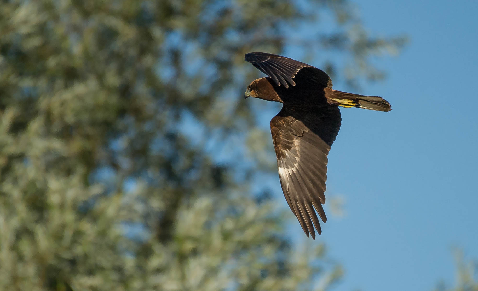 Nikon D3S sample photo. 28579725674.jpg photography