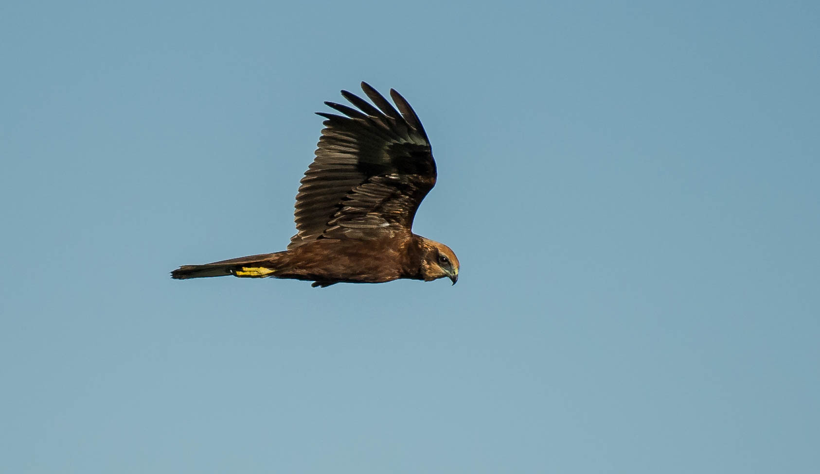 Nikon D3S sample photo. 28579717514.jpg photography