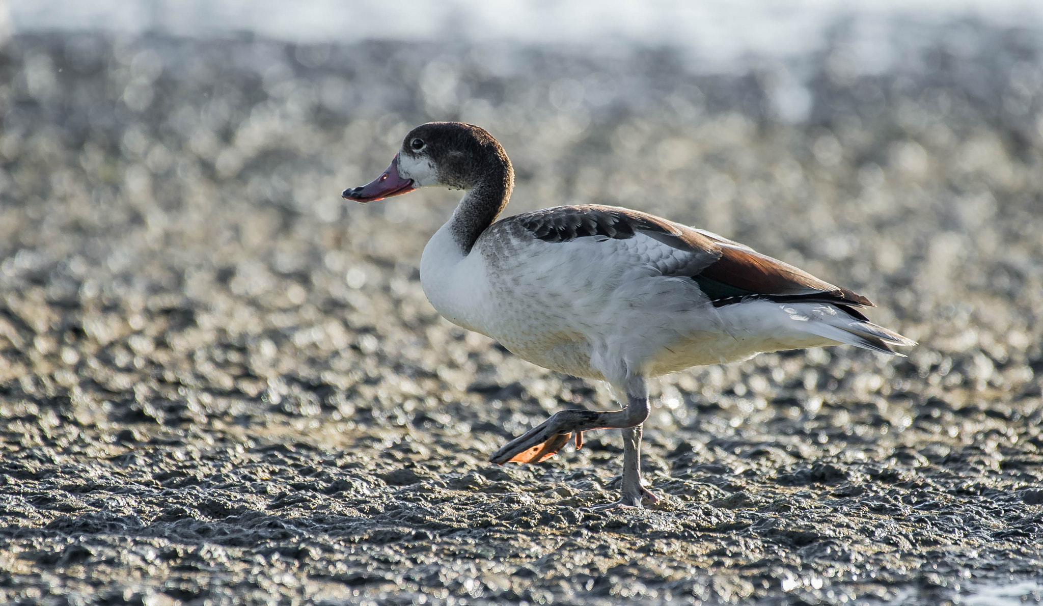 Nikon D3S sample photo. 28895899651.jpg photography