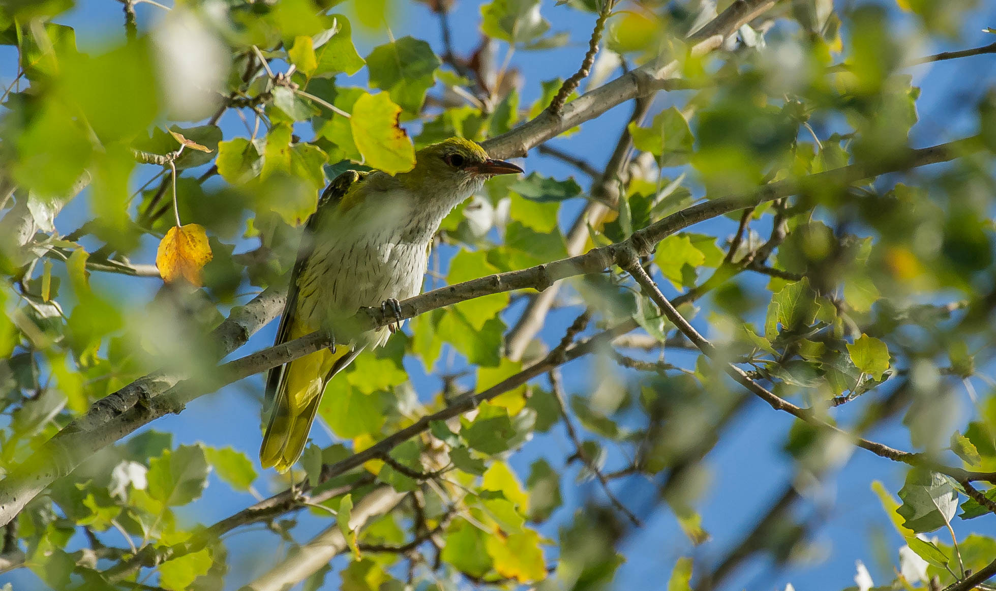 Nikon AF-S Nikkor 200-500mm F5.6E ED VR sample photo. 28686415860.jpg photography