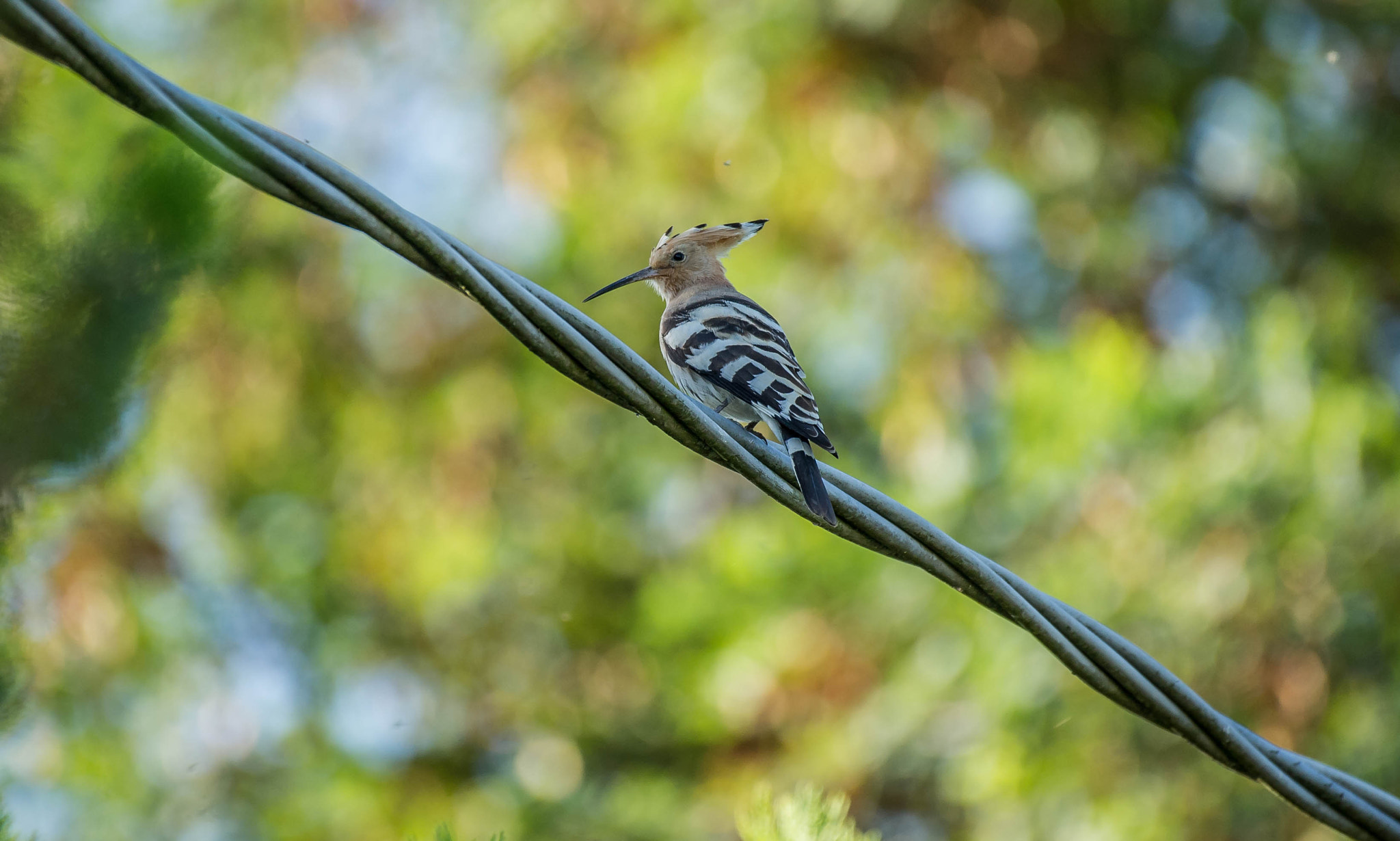 Nikon AF-S Nikkor 200-500mm F5.6E ED VR sample photo. 28895849161.jpg photography