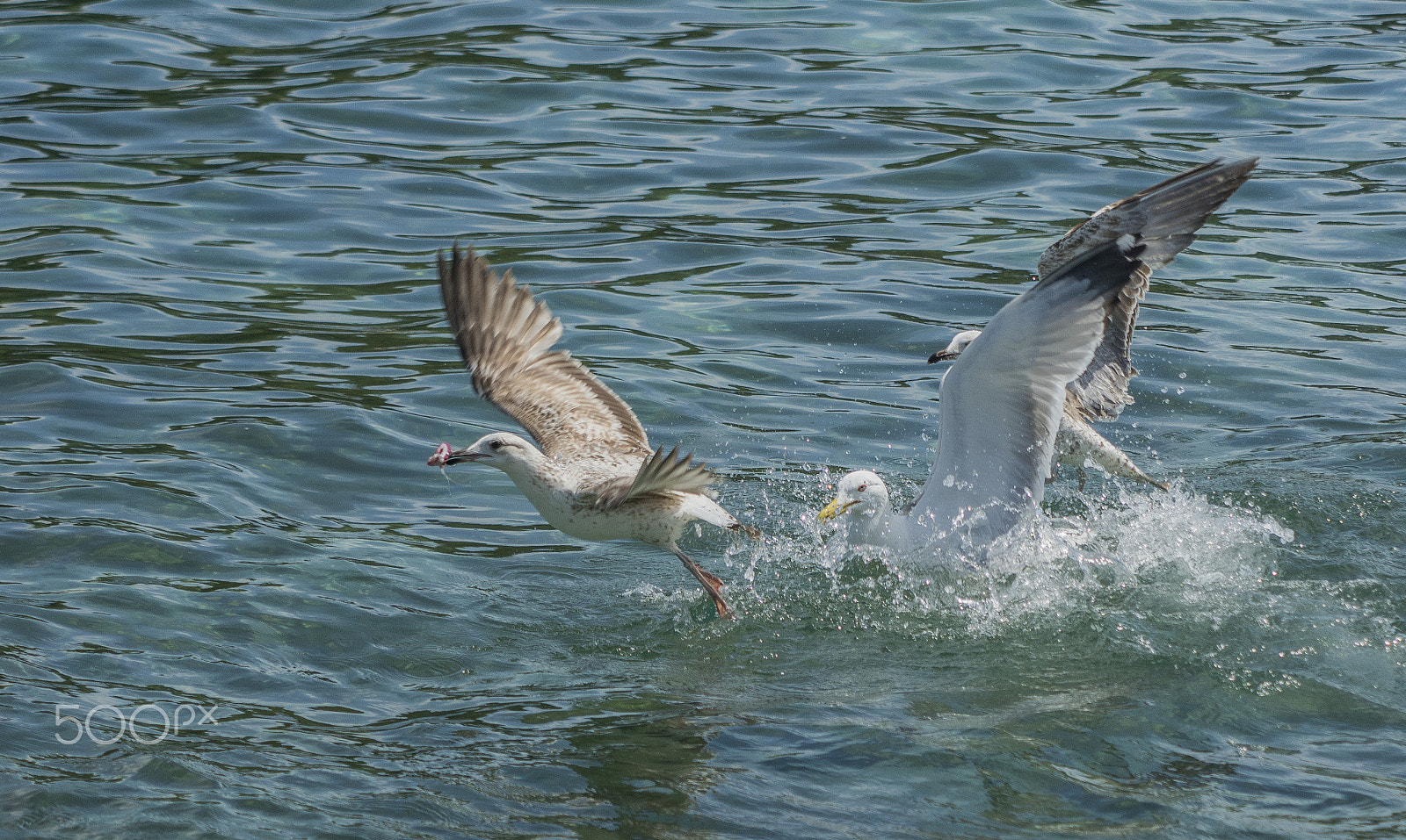 Tamron 80-300mm F3.5-6.3 sample photo. Seagull photography