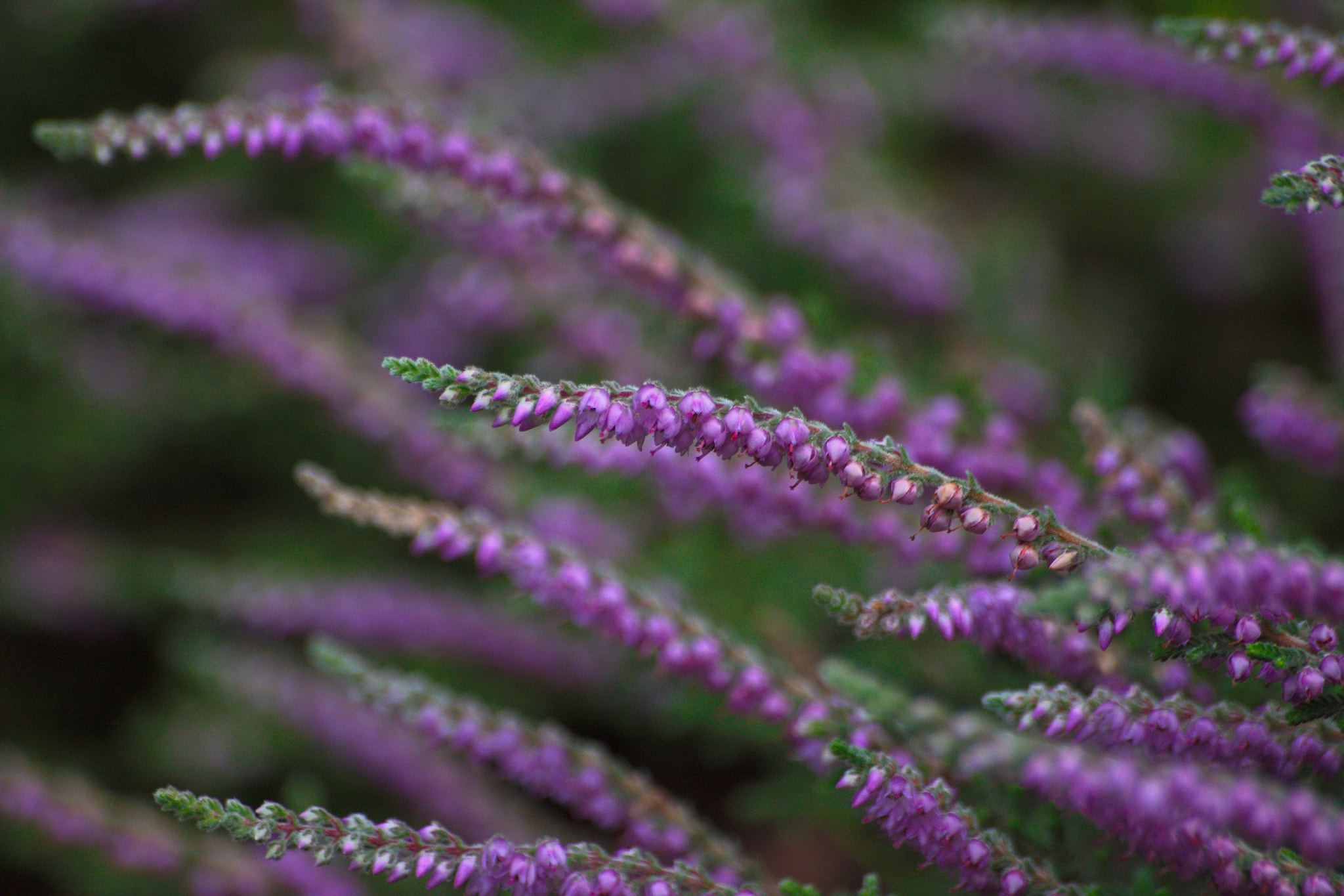 Sigma 70-300mm F4-5.6 APO DG Macro sample photo. Heather photography