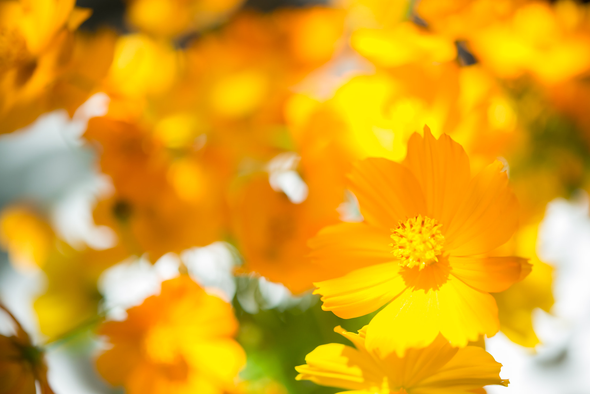 Nikon AF-S Micro-Nikkor 60mm F2.8G ED sample photo. Yellow flowers, natural summer background, blurred image, selective focus photography