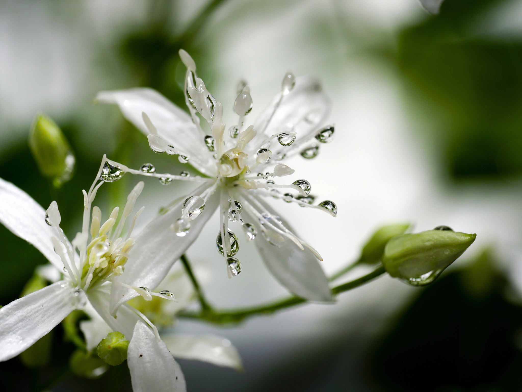 Panasonic Leica DG Macro-Elmarit 45mm F2.8 ASPH OIS sample photo. Raindrops on clematis blossom photography