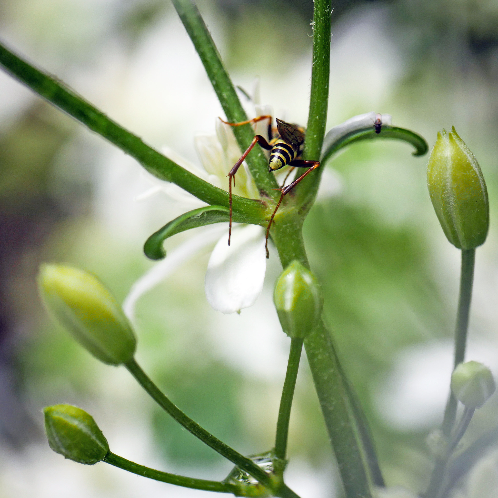 Panasonic Leica DG Macro-Elmarit 45mm F2.8 ASPH OIS sample photo. After rain photography