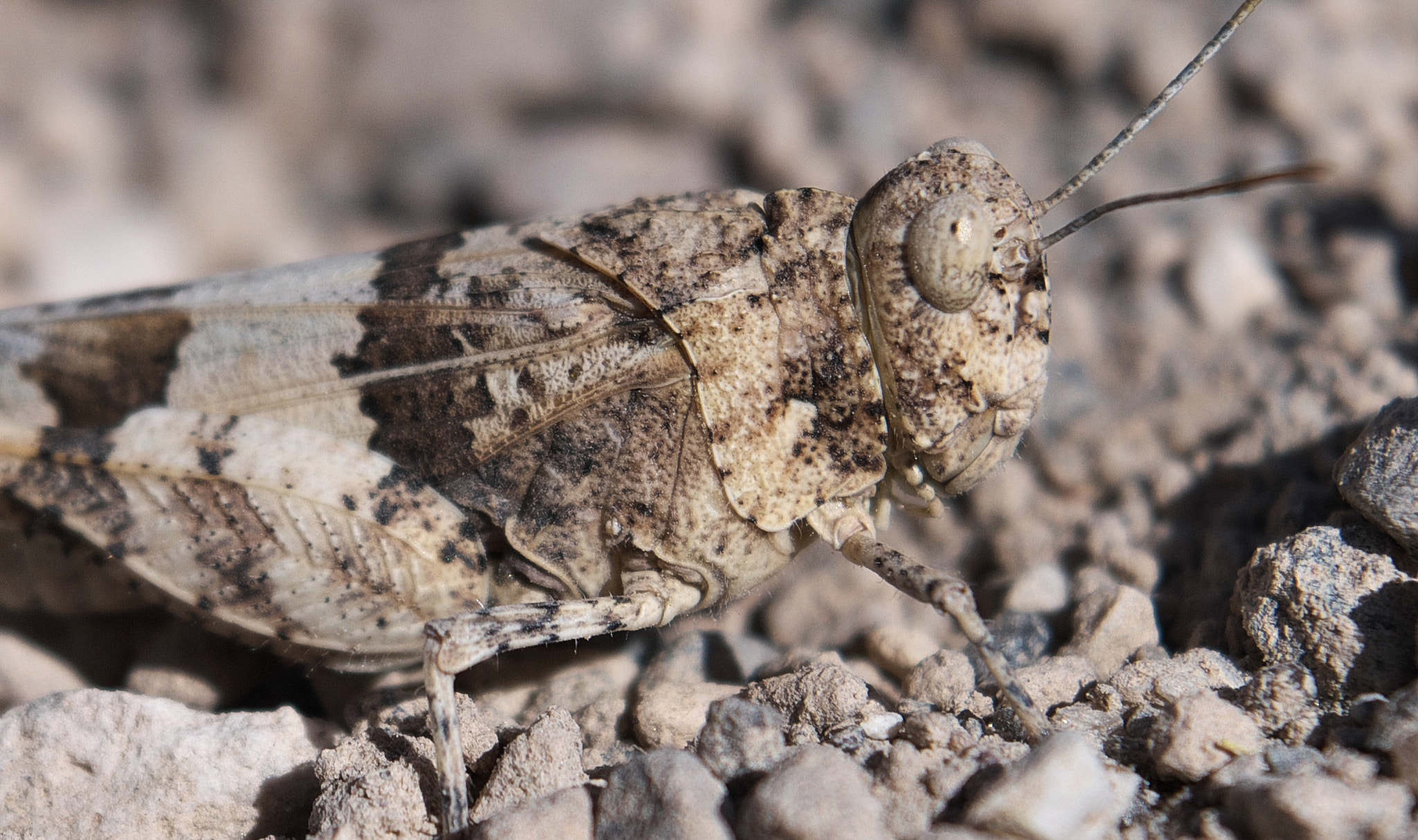 VR 18-55mm F/3.5-5.6 G sample photo. Macro photography