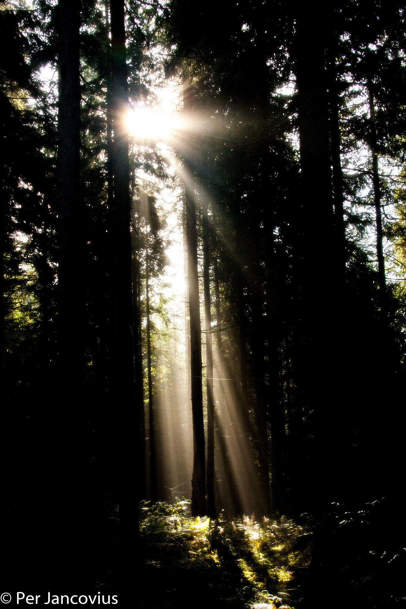 Canon EOS 40D sample photo. The ray of light photography