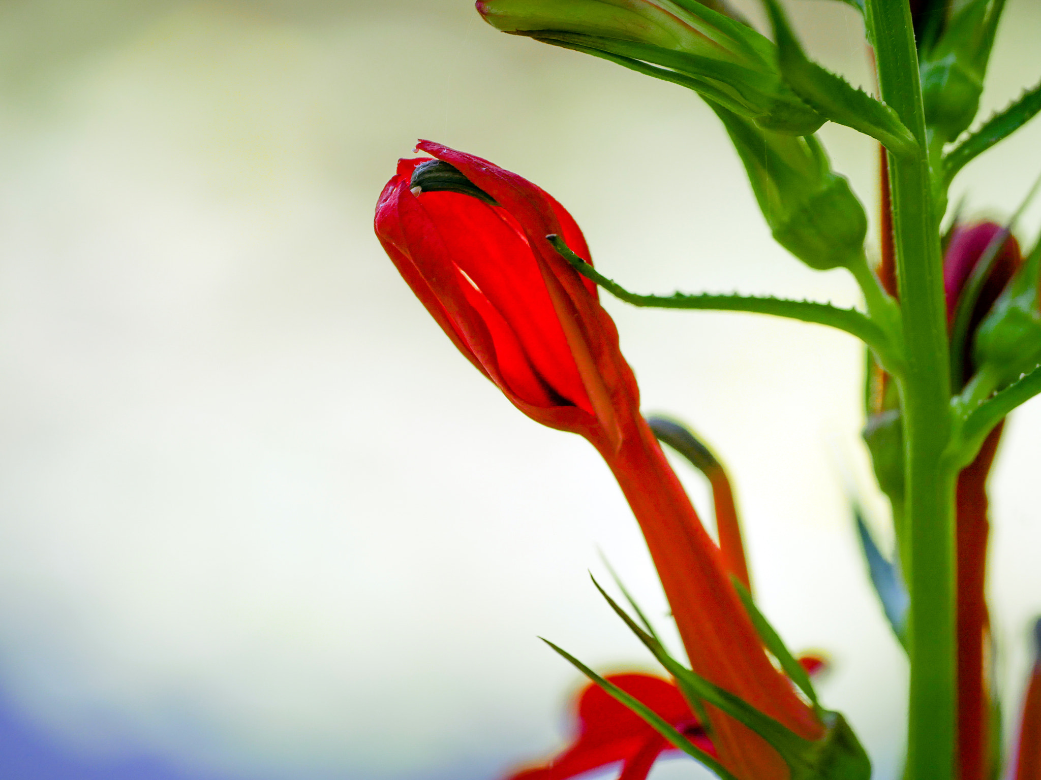 Panasonic Leica DG Macro-Elmarit 45mm F2.8 ASPH OIS sample photo. Cardinal flower photography