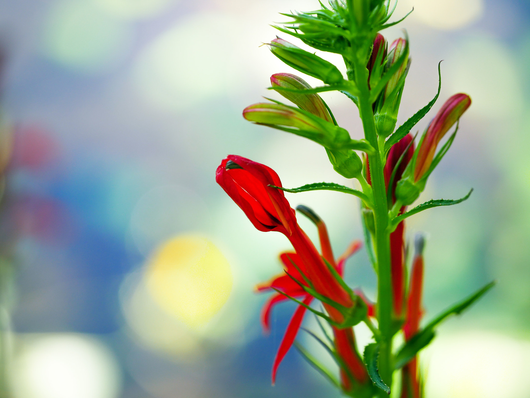 Panasonic Leica DG Macro-Elmarit 45mm F2.8 ASPH OIS sample photo. Cardinal flowers photography