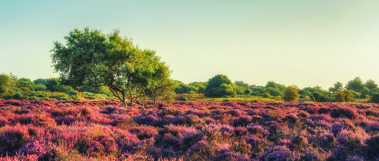 Sony a7 + E 50mm F1.4 sample photo. Dunwich heath ii photography