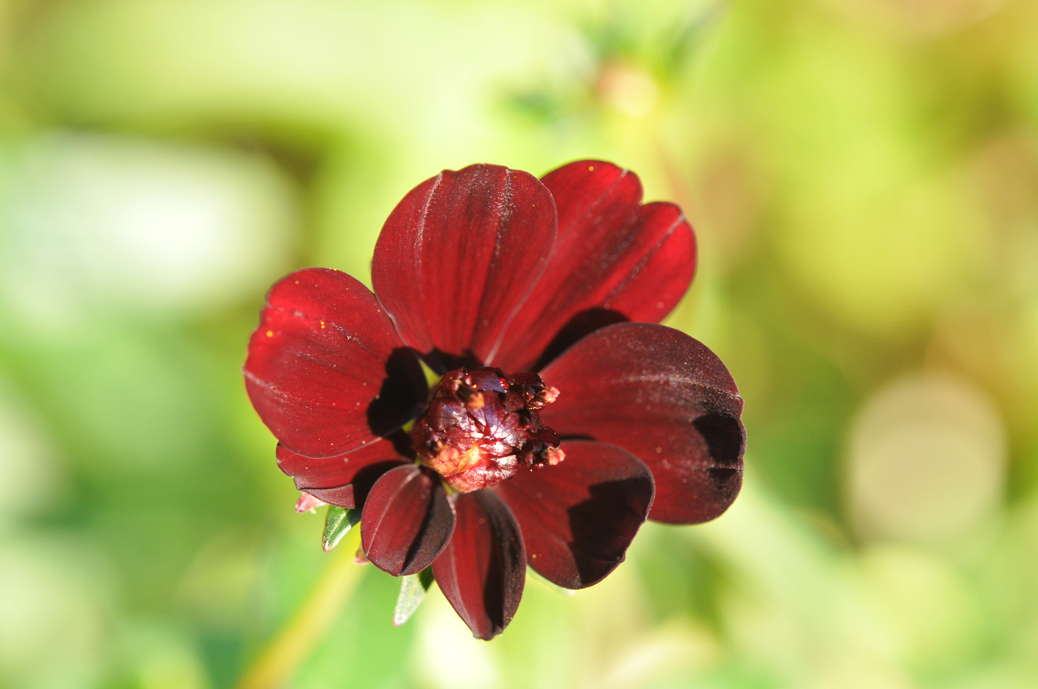 Nikon AF-S Micro-Nikkor 60mm F2.8G ED sample photo. Cosmos chocolat /0828 photography