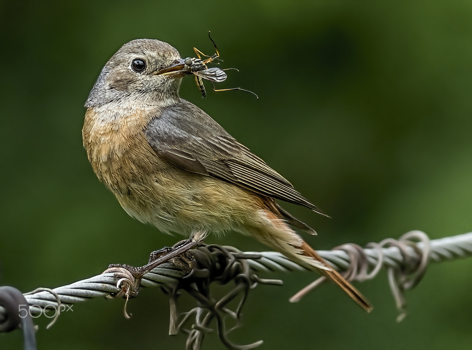 Canon EF 400mm f/2.8L + 1.4x sample photo. Redstart photography