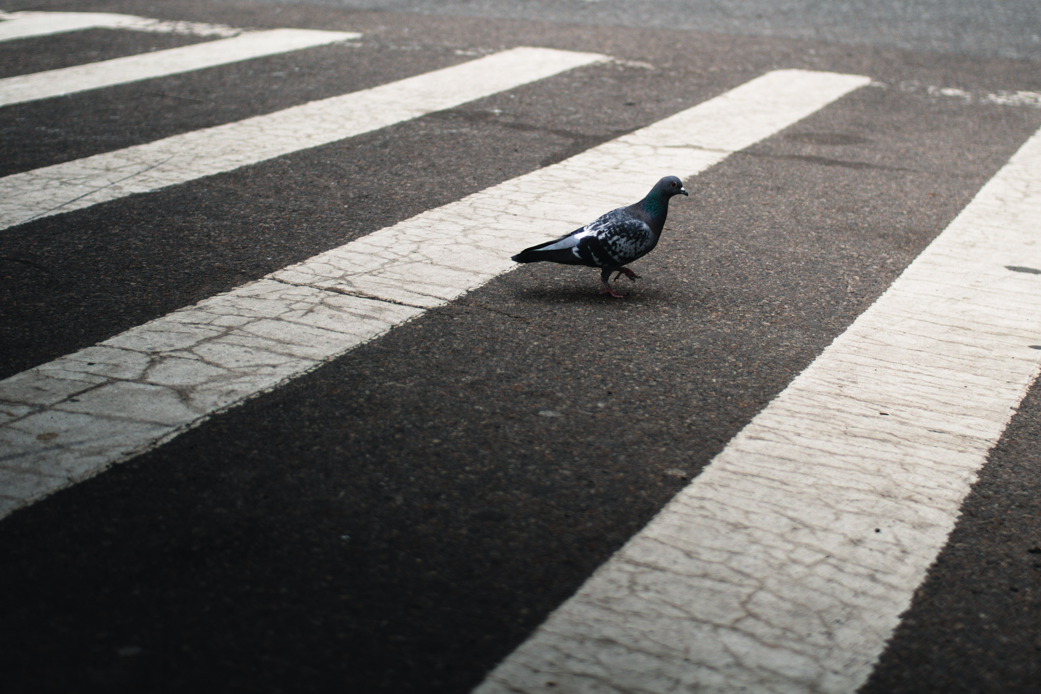 Sigma 30mm F1.4 EX DC HSM sample photo. Pigeon crossing photography