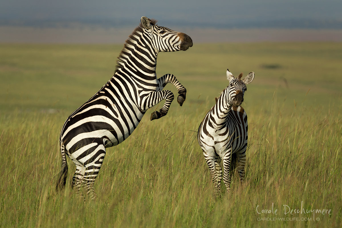 Canon EF 200-400mm F4L IS USM Extender 1.4x sample photo. Zebra fighting photography