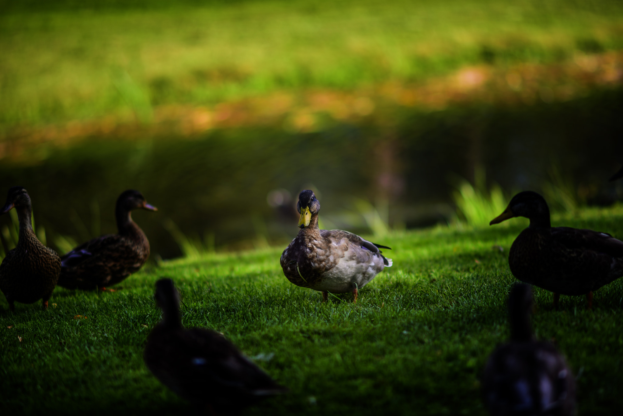 Nikon D750 + AF DC-Nikkor 135mm f/2D sample photo. And photography