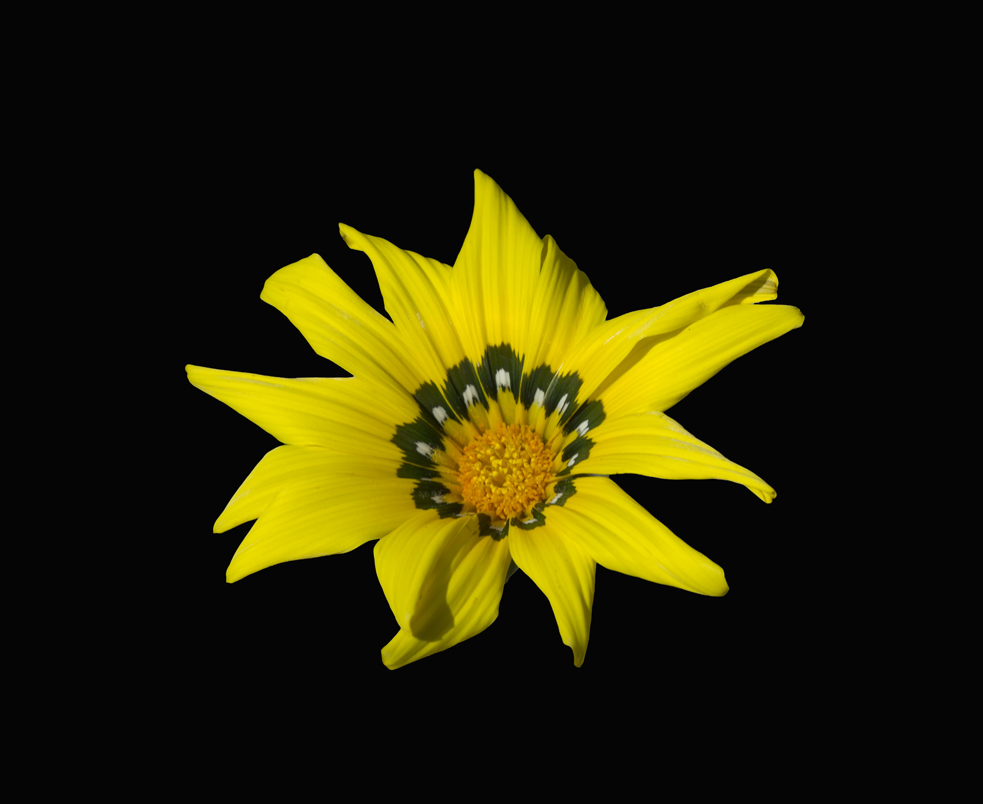 Canon EF 100mm F2.8 Macro USM sample photo. Yellow photography