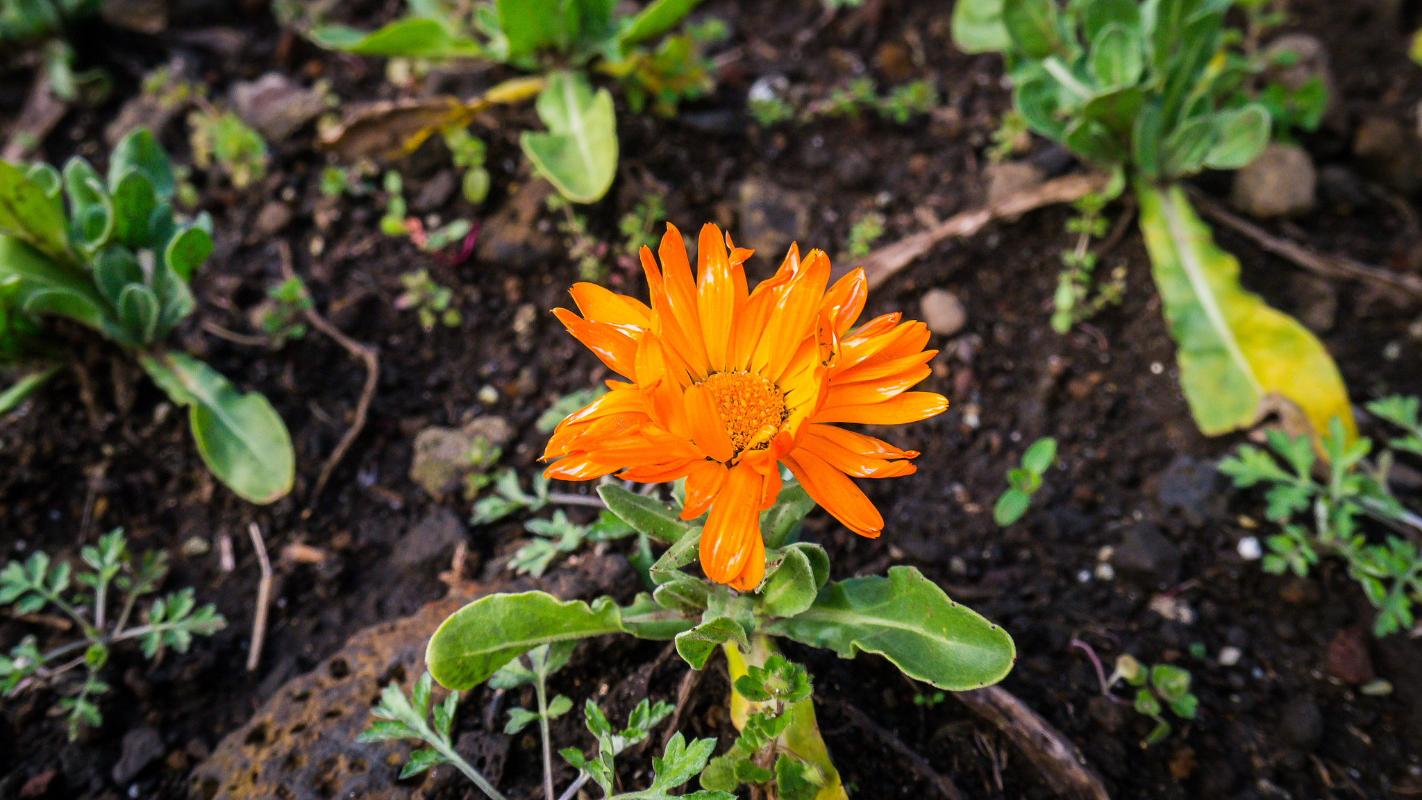 LUMIX G VARIO PZ 14-42/F3.5-5.6 sample photo. Jeju island travel 2016 photography