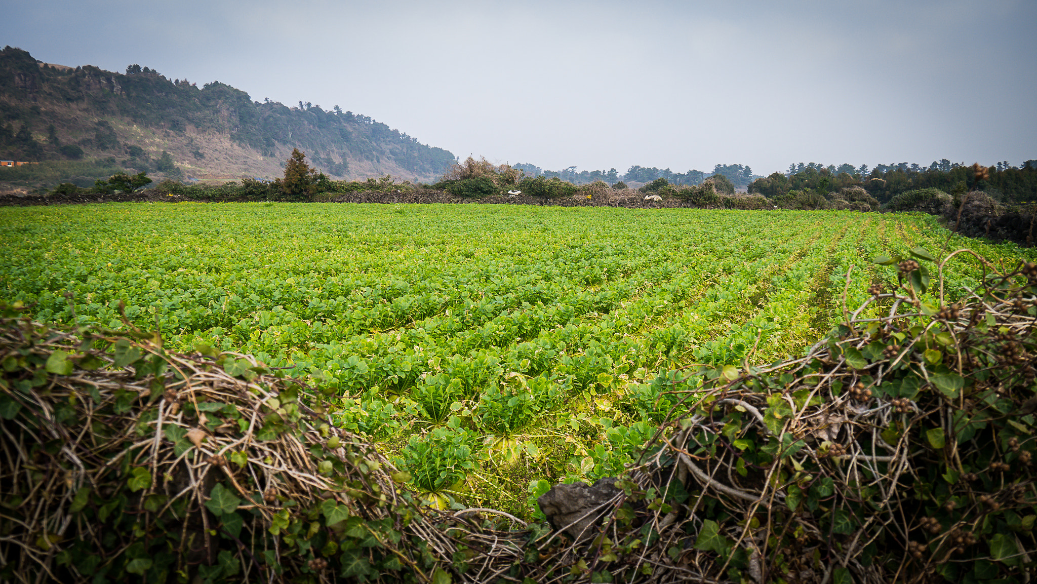 LUMIX G VARIO PZ 14-42/F3.5-5.6 sample photo. Jeju island travel 2016 photography