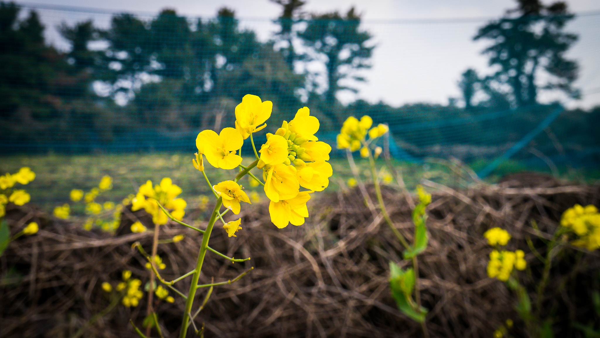 LUMIX G VARIO PZ 14-42/F3.5-5.6 sample photo. Jeju island travel 2016 photography
