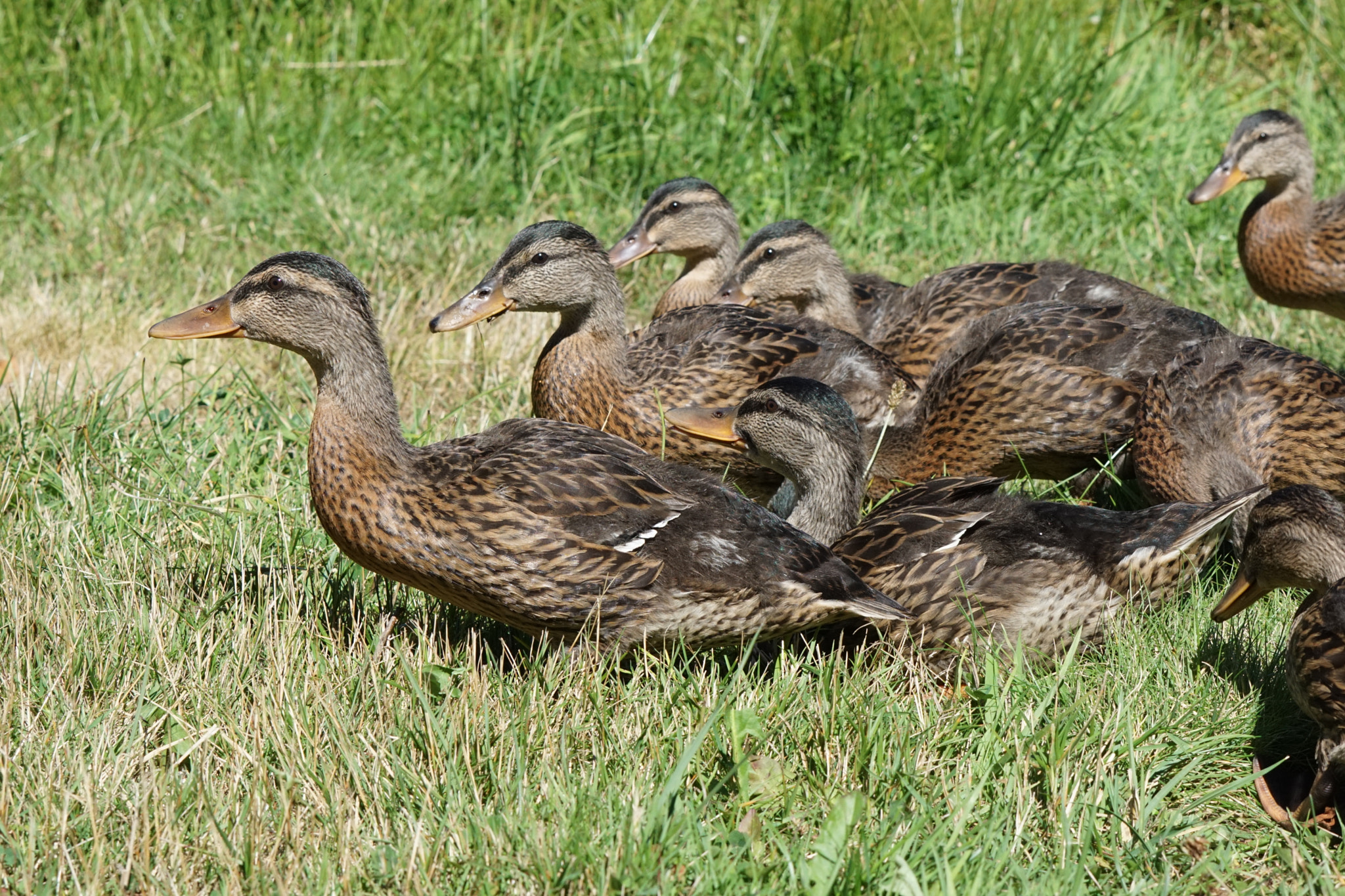 Sony ILCA-77M2 + Sony 70-400mm F4-5.6 G SSM sample photo. Saugues canards () photography