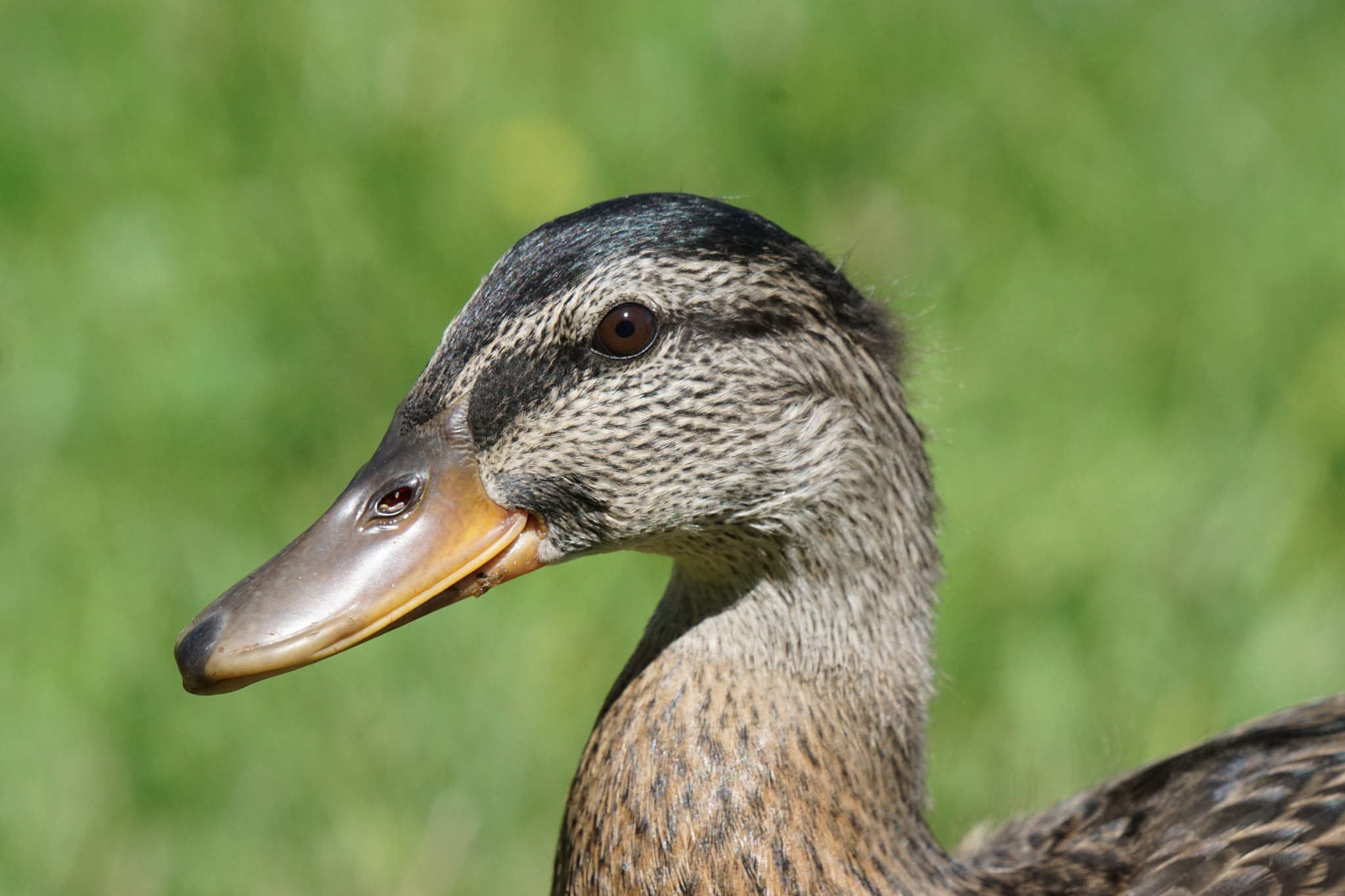 Sony ILCA-77M2 + Sony 70-400mm F4-5.6 G SSM sample photo. Saugues canards () photography