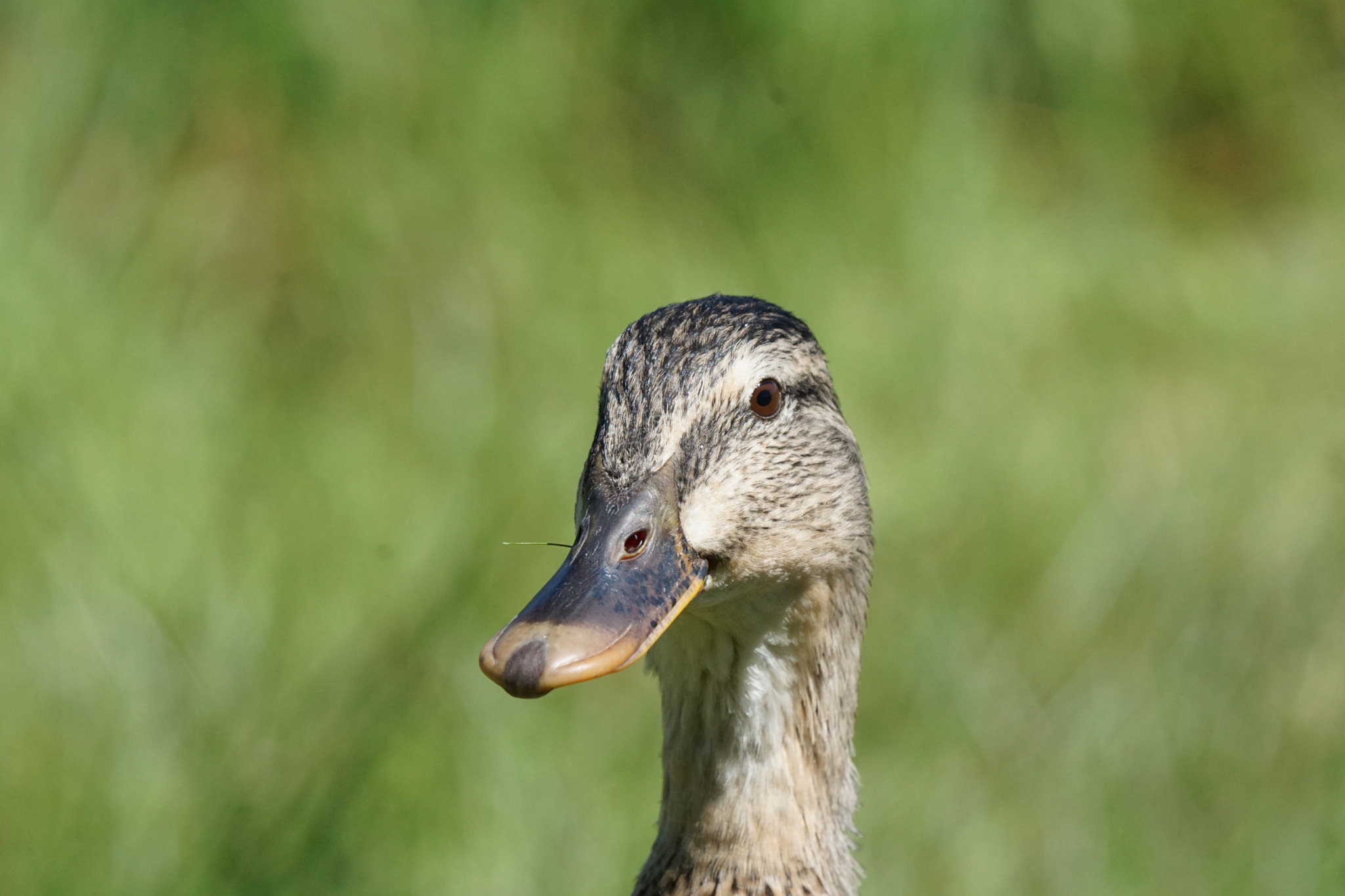 Sony ILCA-77M2 + Sony 70-400mm F4-5.6 G SSM sample photo. Saugues canards () photography
