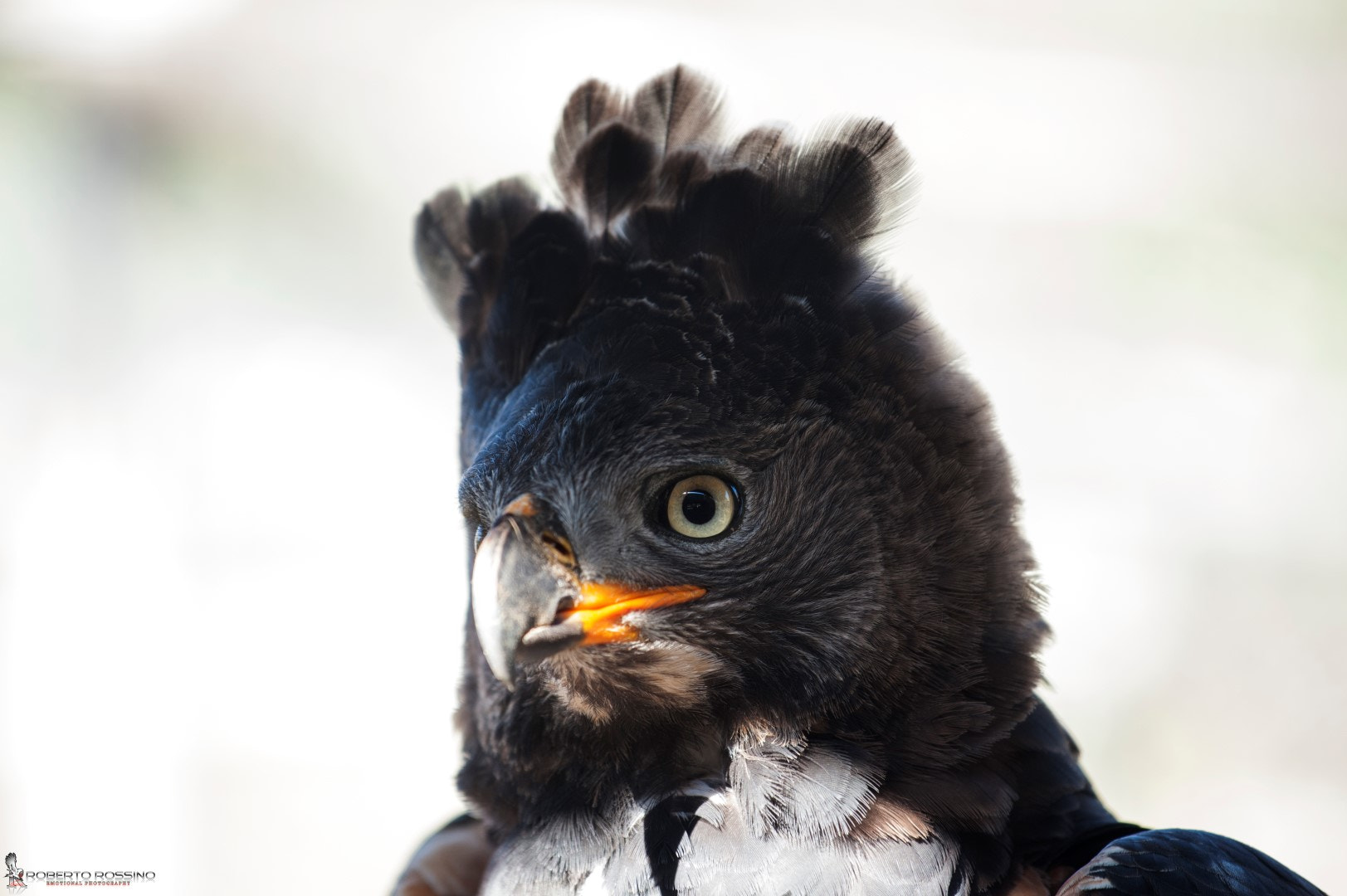 Nikon AF-S Nikkor 70-200mm F4G ED VR sample photo. Eagle photography