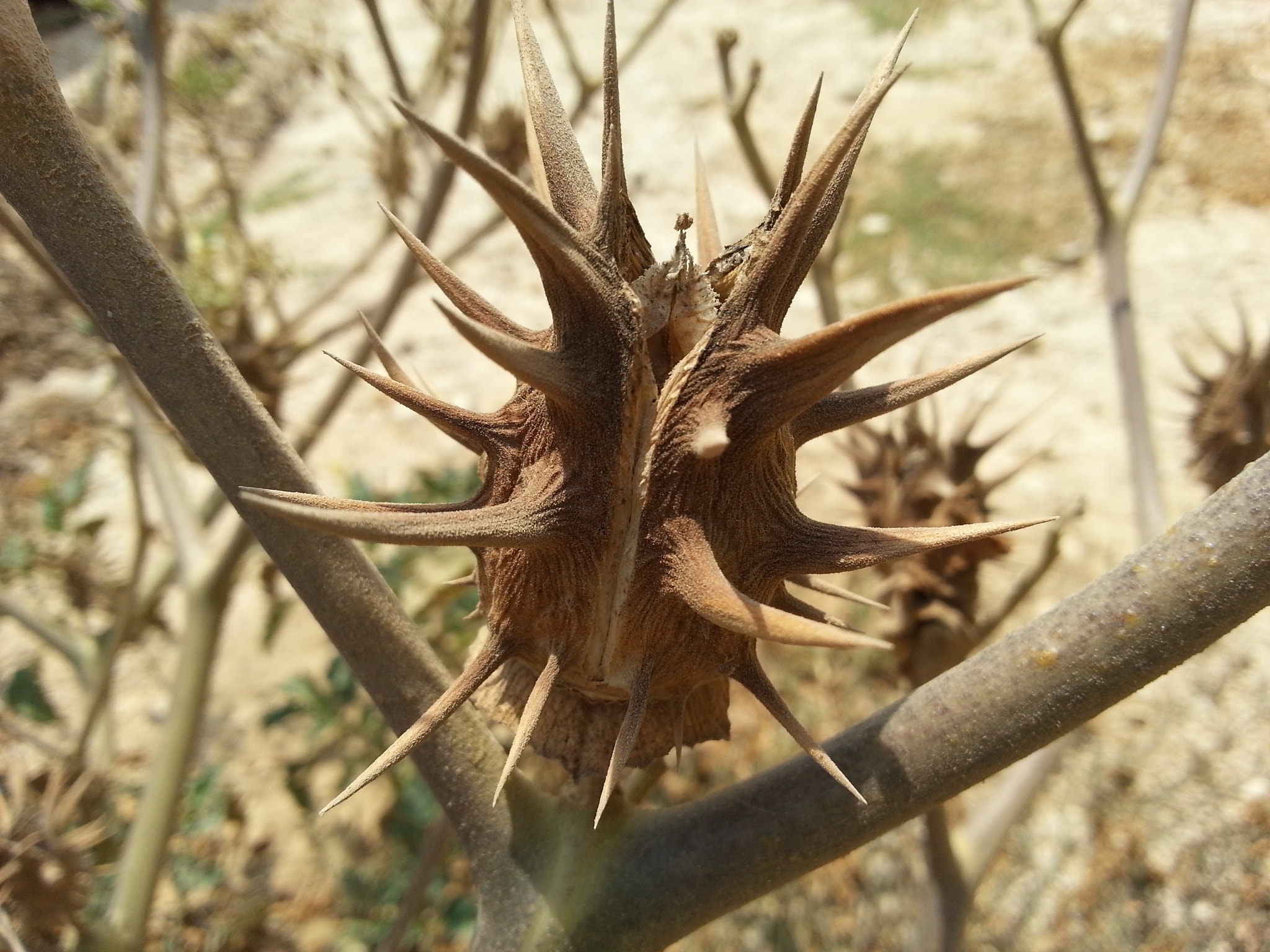 Samsung GT-I8750 sample photo. Aug! thorny photography