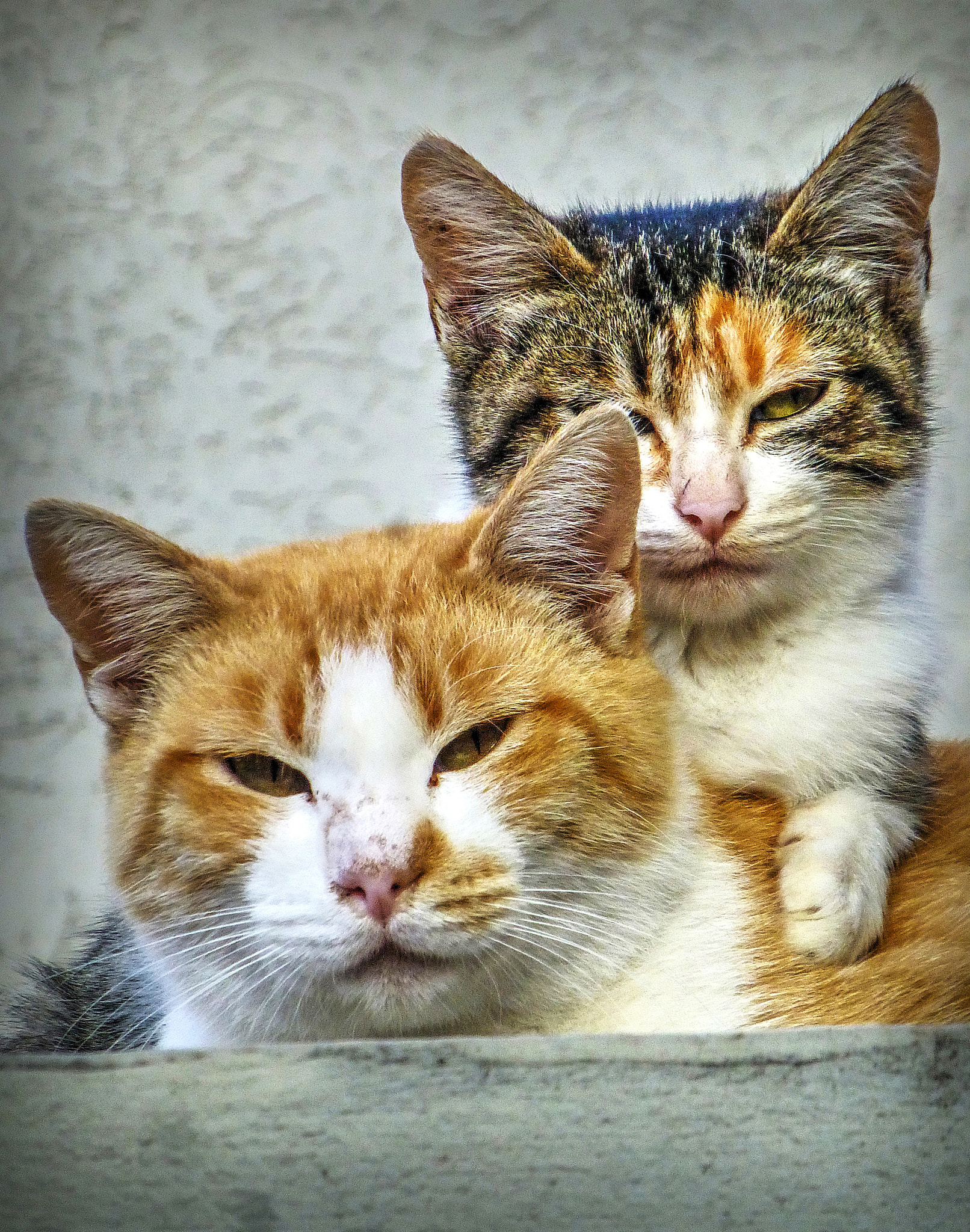Panasonic Lumix DMC-ZS20 (Lumix DMC-TZ30) sample photo. Gatitos photography