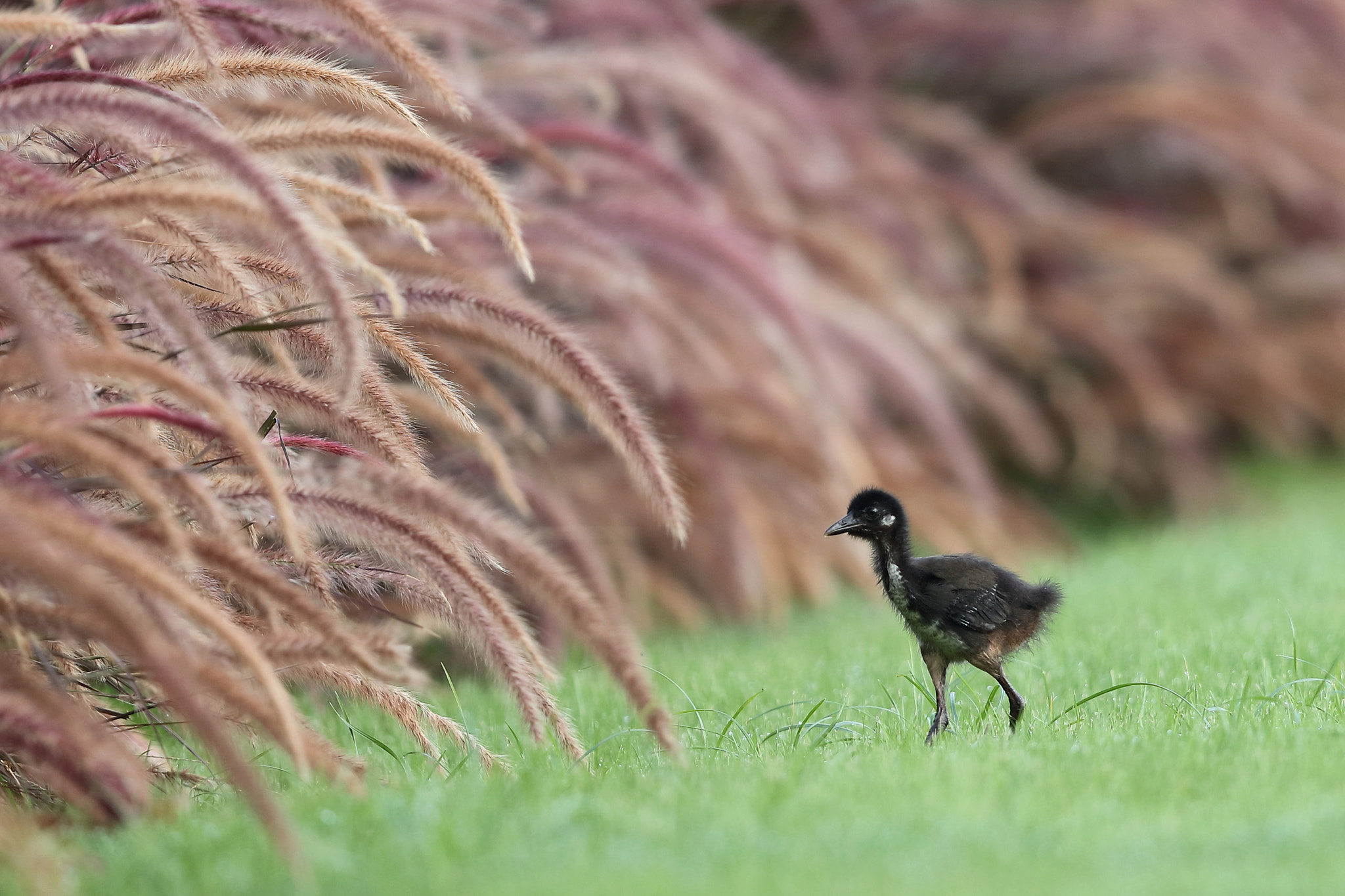 Canon EF 400mm F2.8L IS II USM sample photo. White-breasted waterhen chick photography