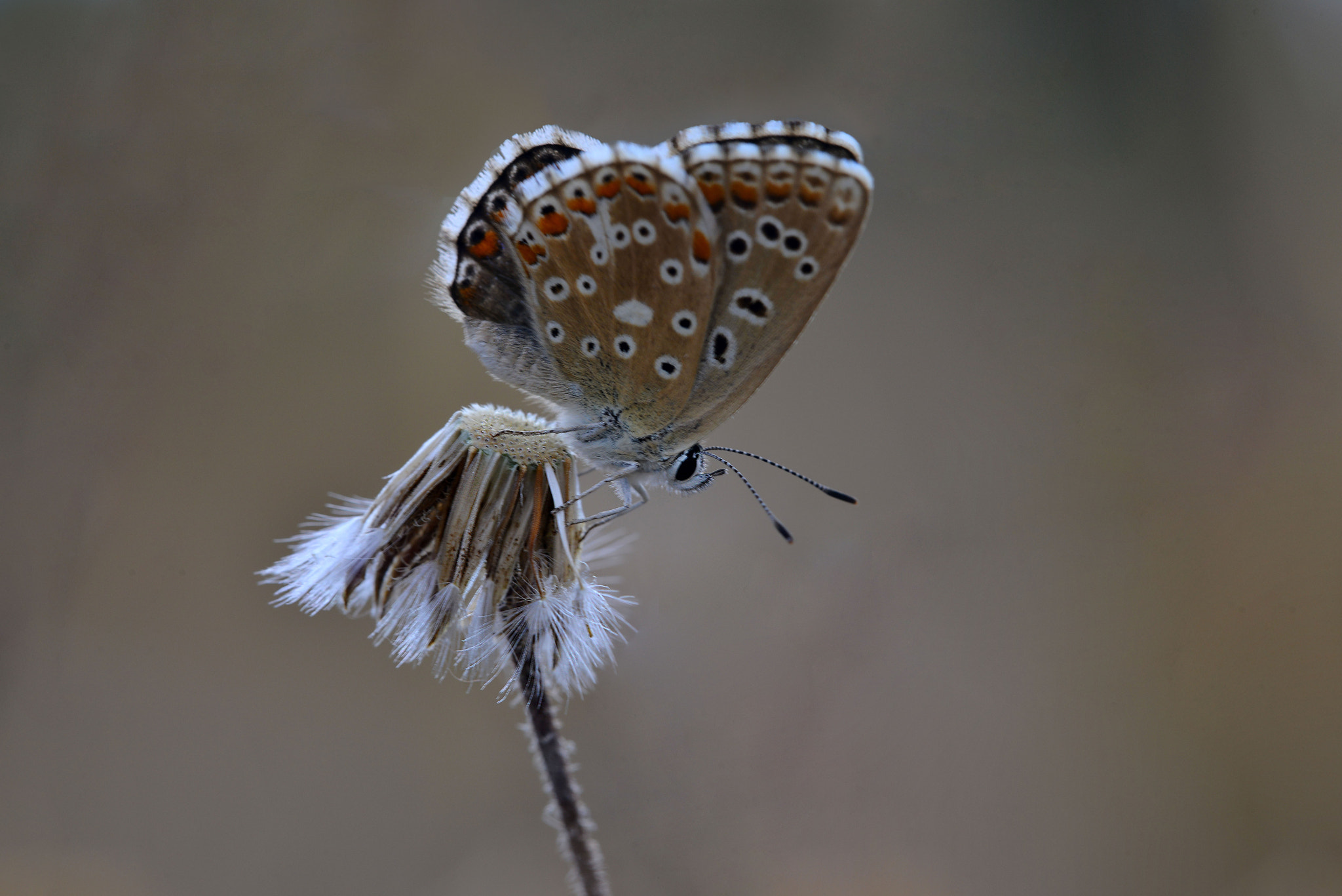 Sigma 150mm F2.8 EX DG Macro HSM sample photo. Blue photography
