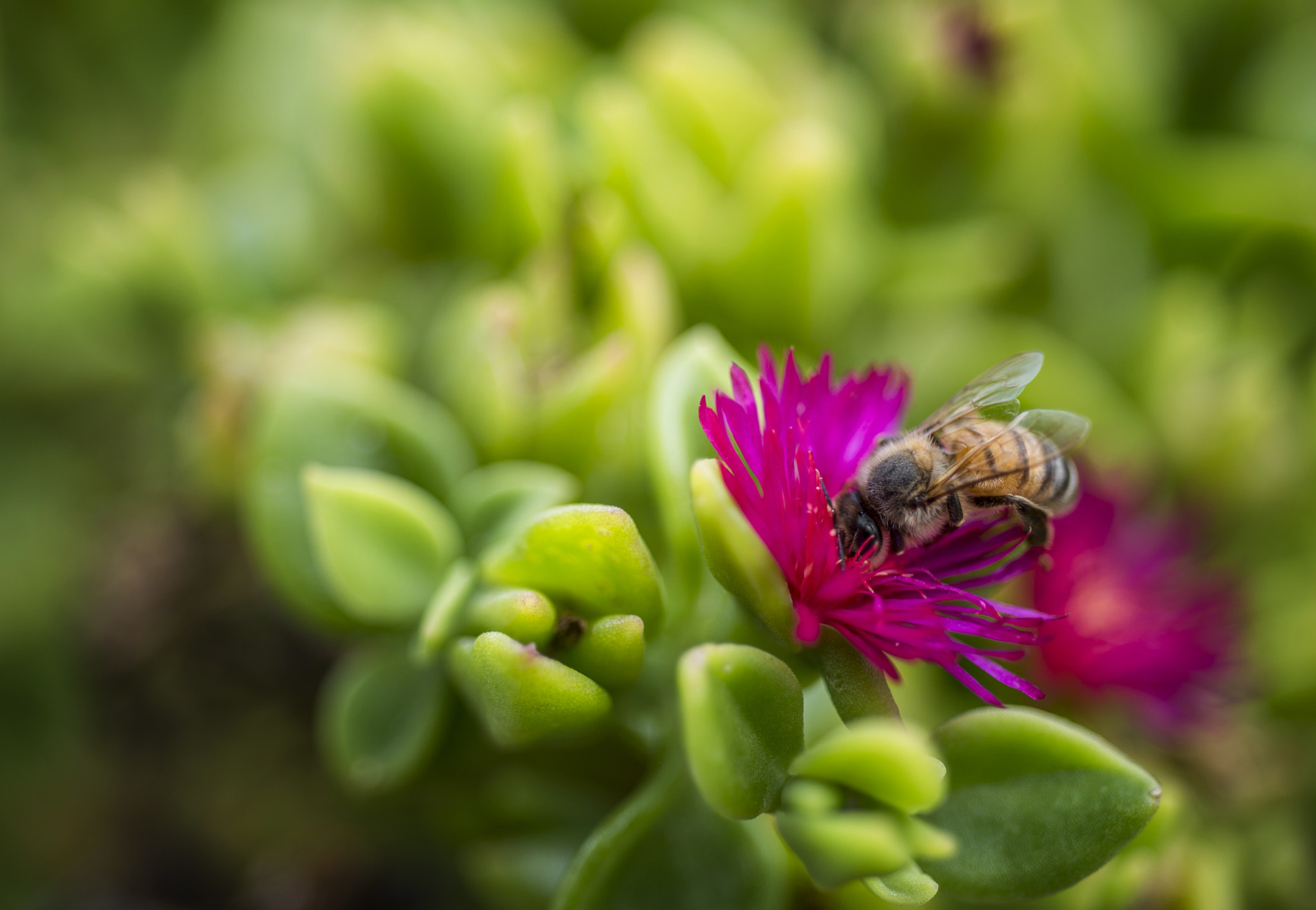 Nikon D610 + Nikon AF Micro-Nikkor 60mm F2.8D sample photo. Busy bee photography