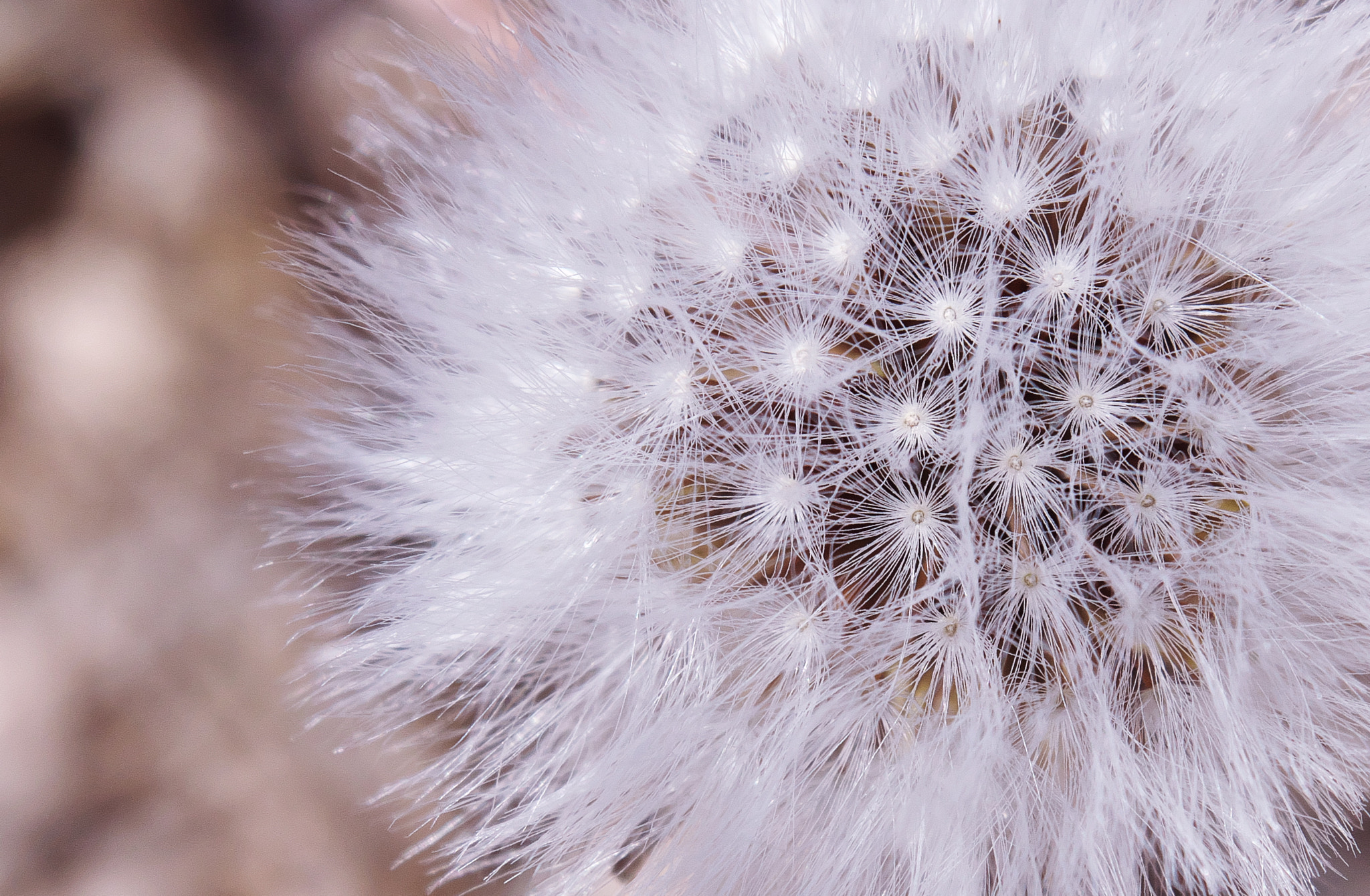VR 18-55mm F/3.5-5.6 G sample photo. Macro. photography