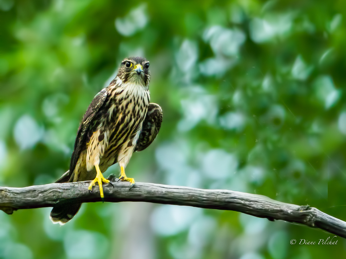 Canon EF 300mm F2.8L IS II USM sample photo. Immature merlin-2 photography