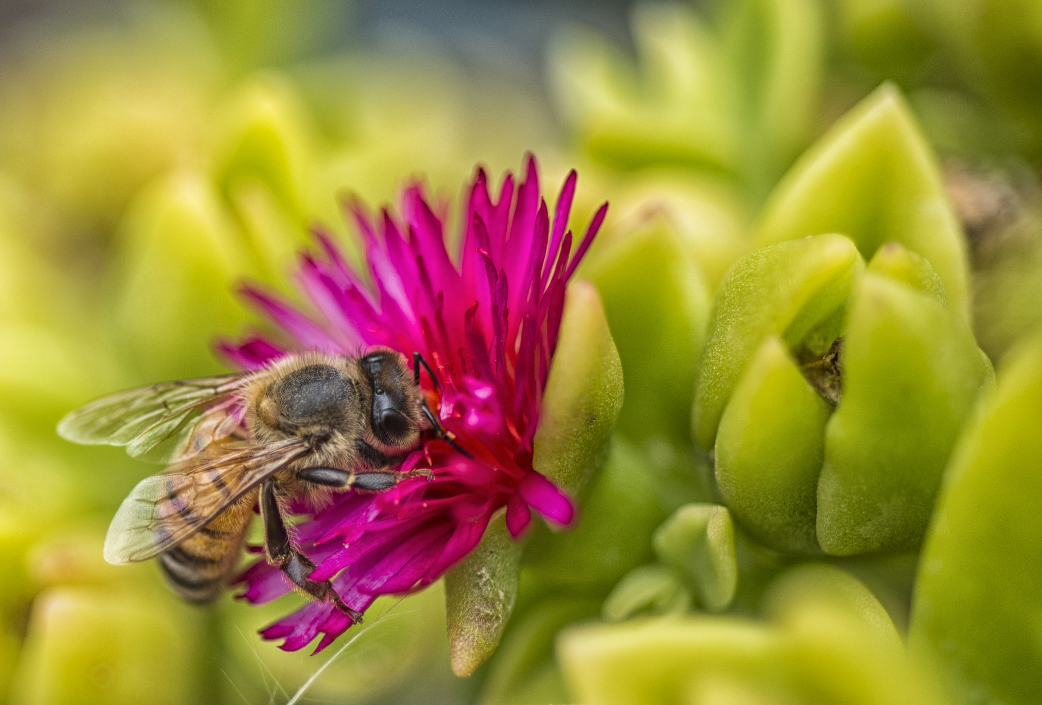 Nikon D610 + Nikon AF Micro-Nikkor 60mm F2.8D sample photo. Busy bee photography