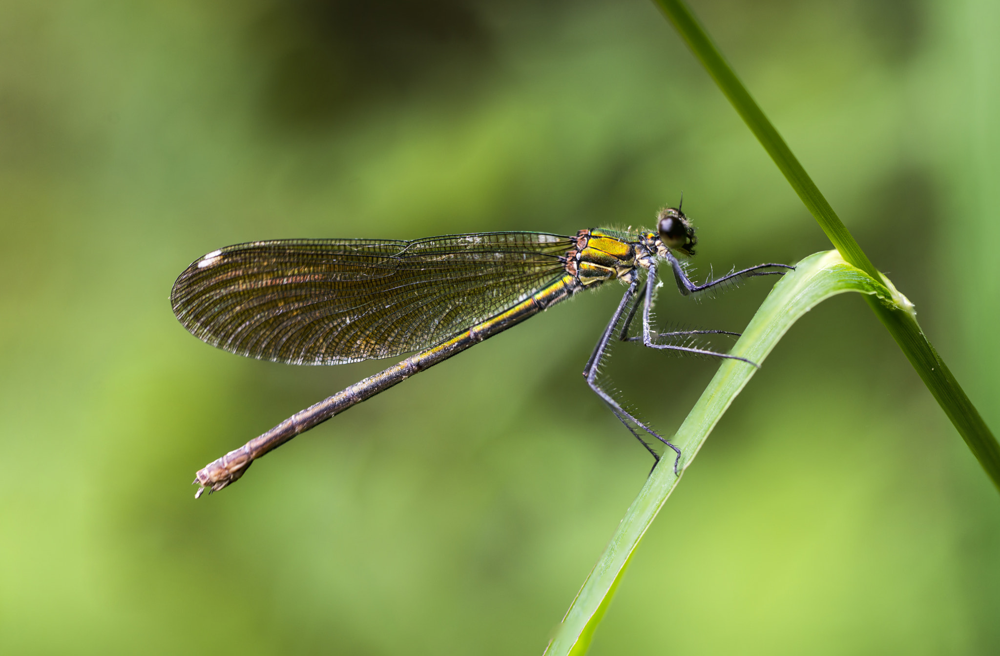 Nikon D610 + Nikon AF Micro-Nikkor 60mm F2.8D sample photo. Dragonfly photography