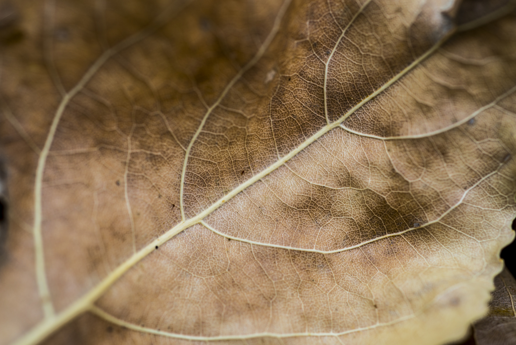Nikon D610 + Nikon AF Micro-Nikkor 60mm F2.8D sample photo. Neworld photography