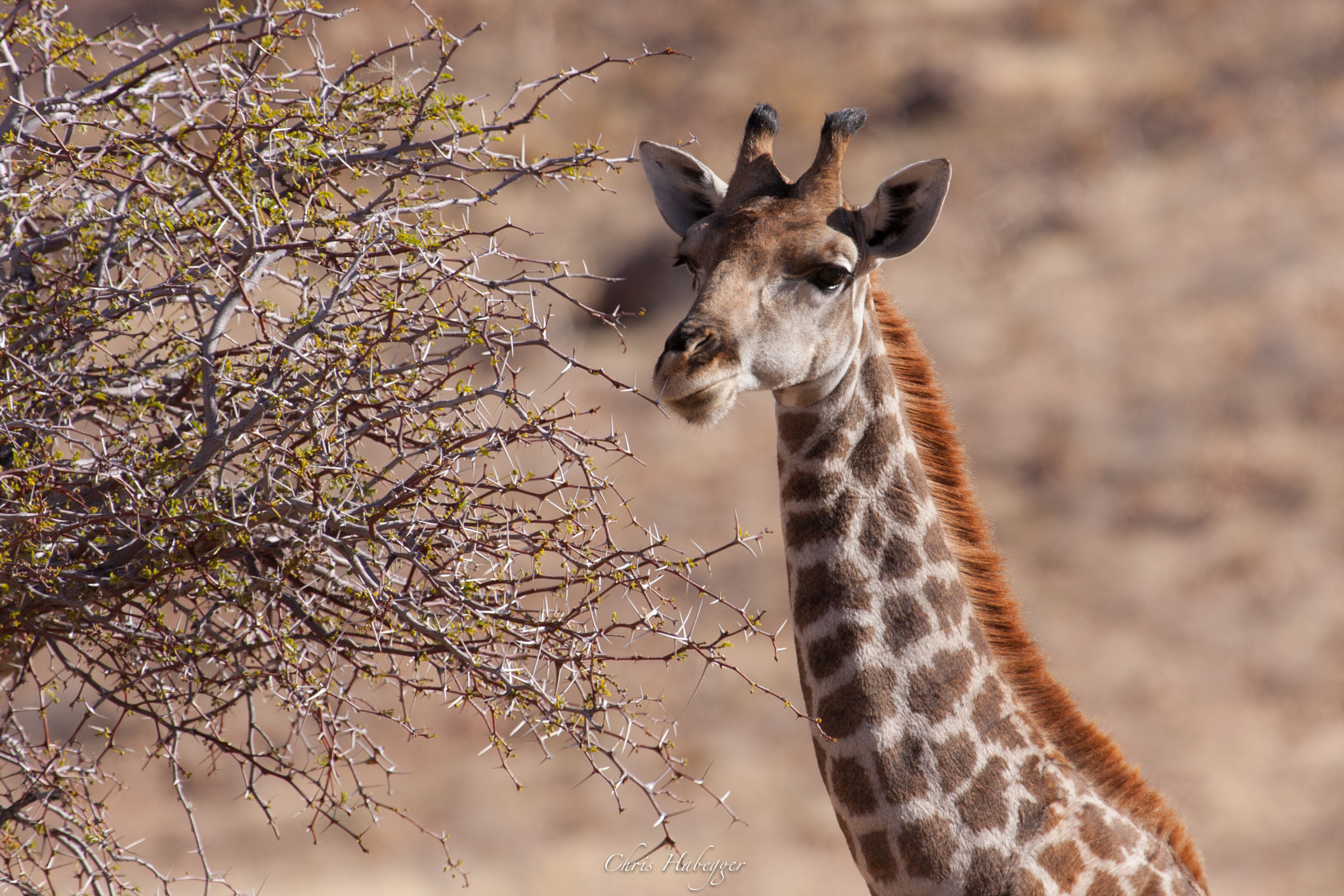 Canon EF 100-400mm F4.5-5.6L IS USM sample photo. Giraffe photography