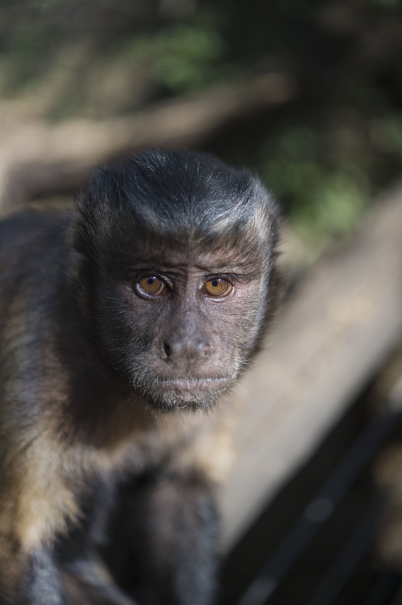 Nikon Df sample photo. Capuchin photography
