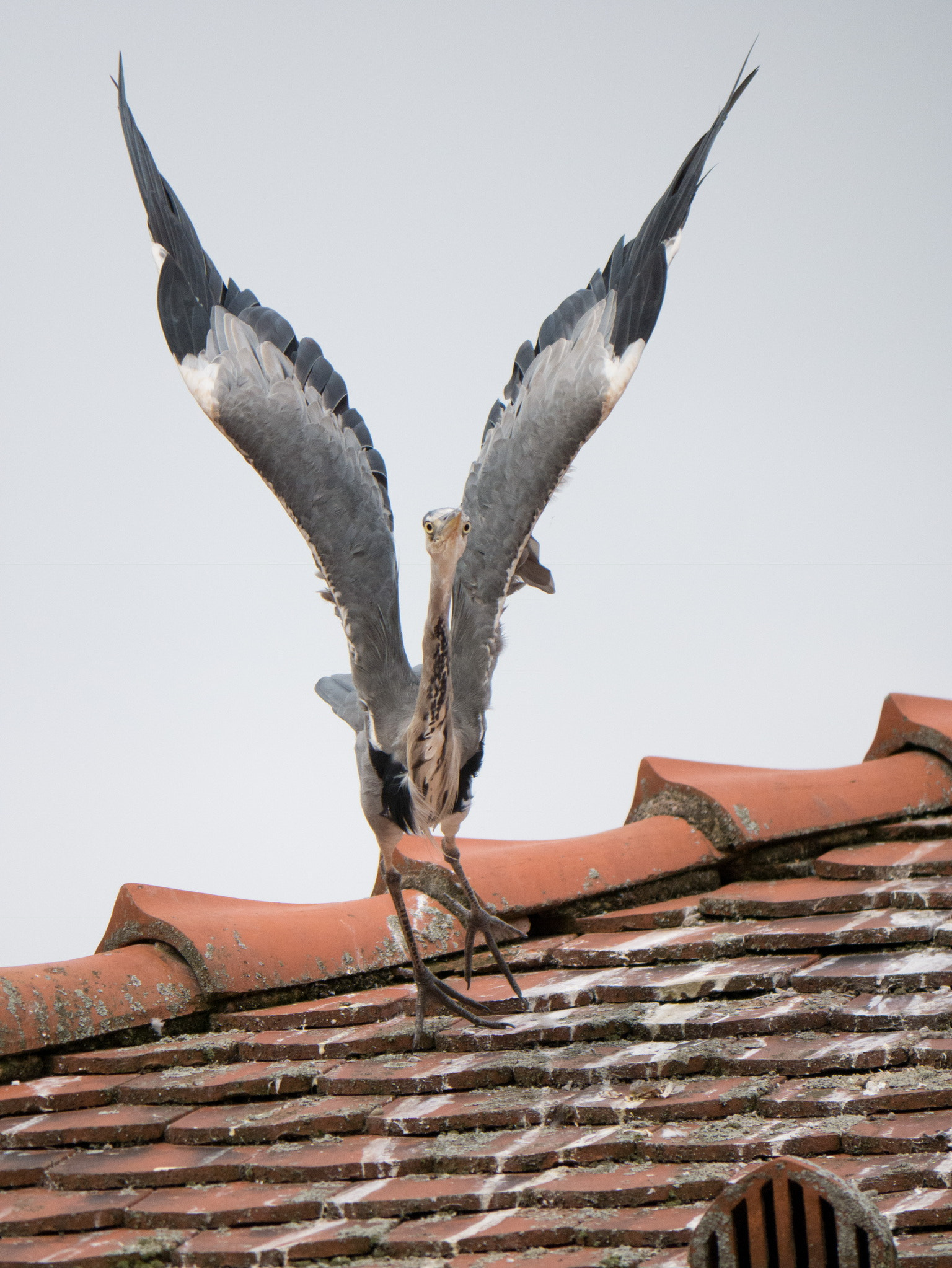 Panasonic DMC-G70 sample photo. Grey heron taking off photography