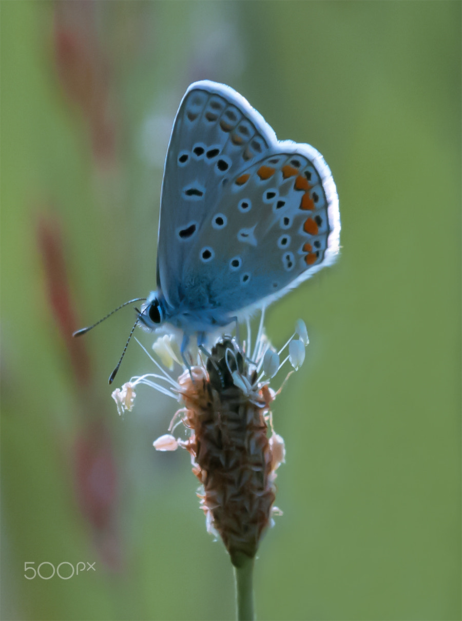 Nikon D300 + Sigma 150mm F2.8 EX DG Macro HSM sample photo. Klein blauwtje photography