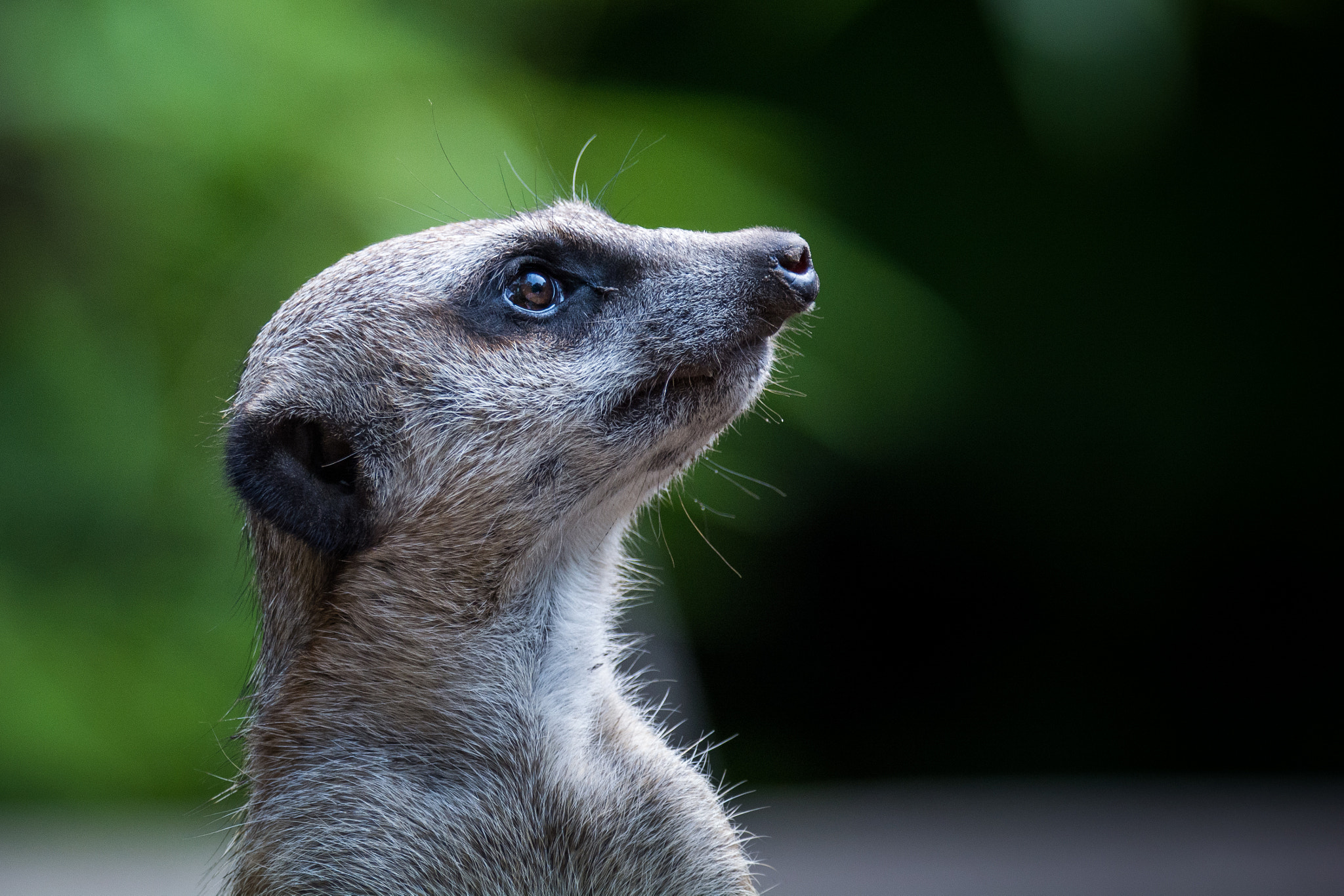 Sigma 150-600mm F5-6.3 DG OS HSM | C sample photo. Suricata portrait photography