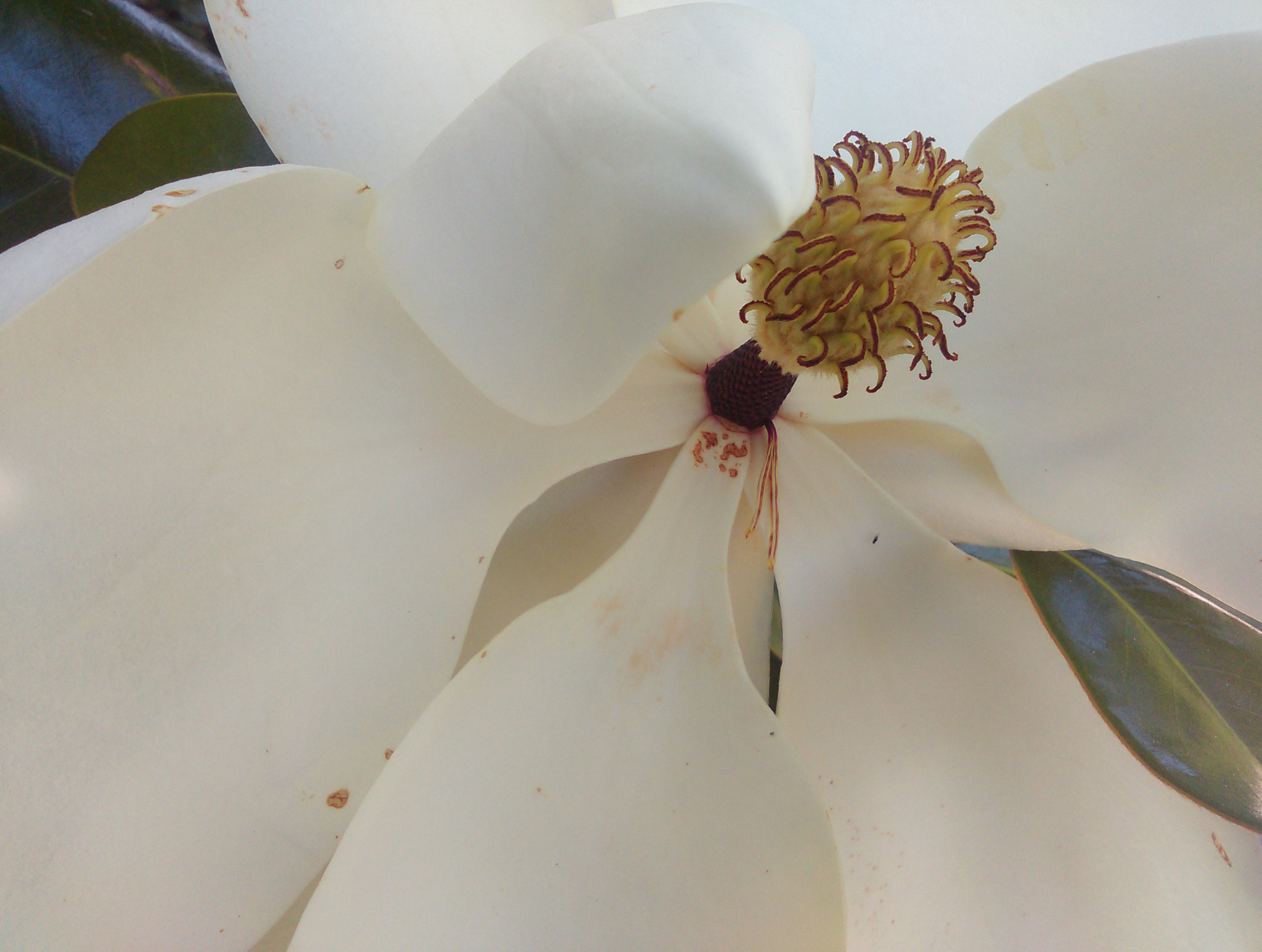 HTC DESIRE 610 sample photo. Magnolia photography