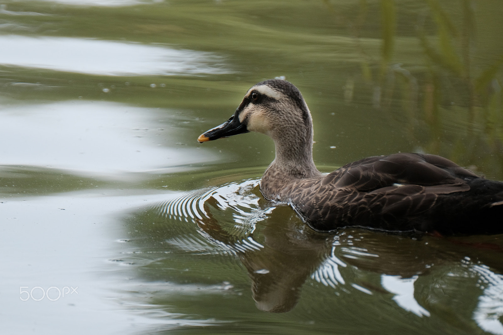 Fujifilm XF 100-400mm F4.5-5.6 R LM OIS WR sample photo. Reflection of the morning photography